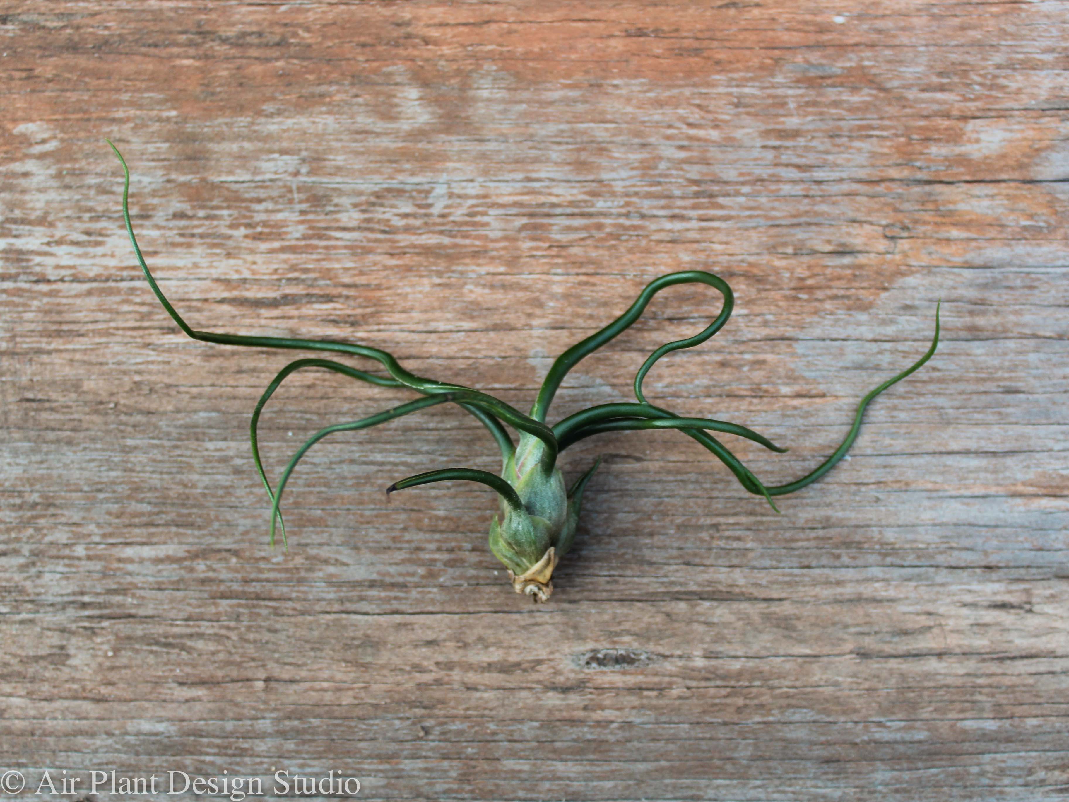 Wholesale: Tillandsia Bulbosa Guatemala Air Plants - Image 4