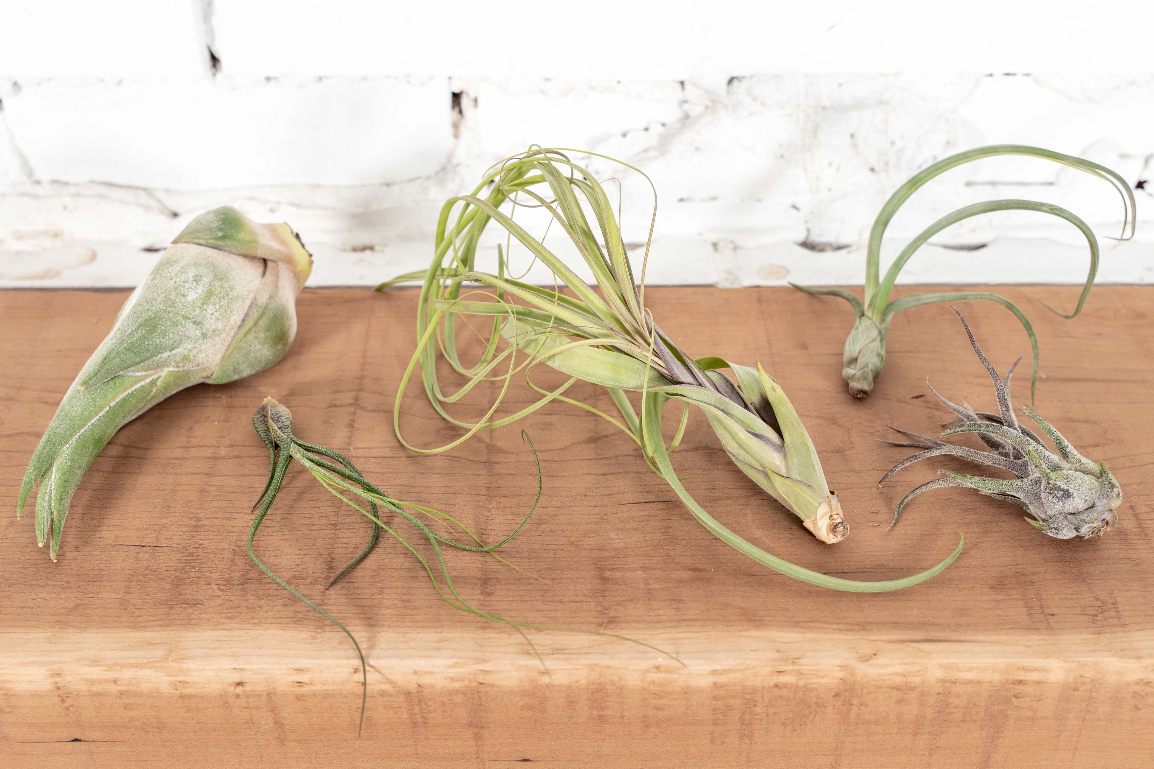 Wholesale: Bulbous Tillandsia Air Plant Combo