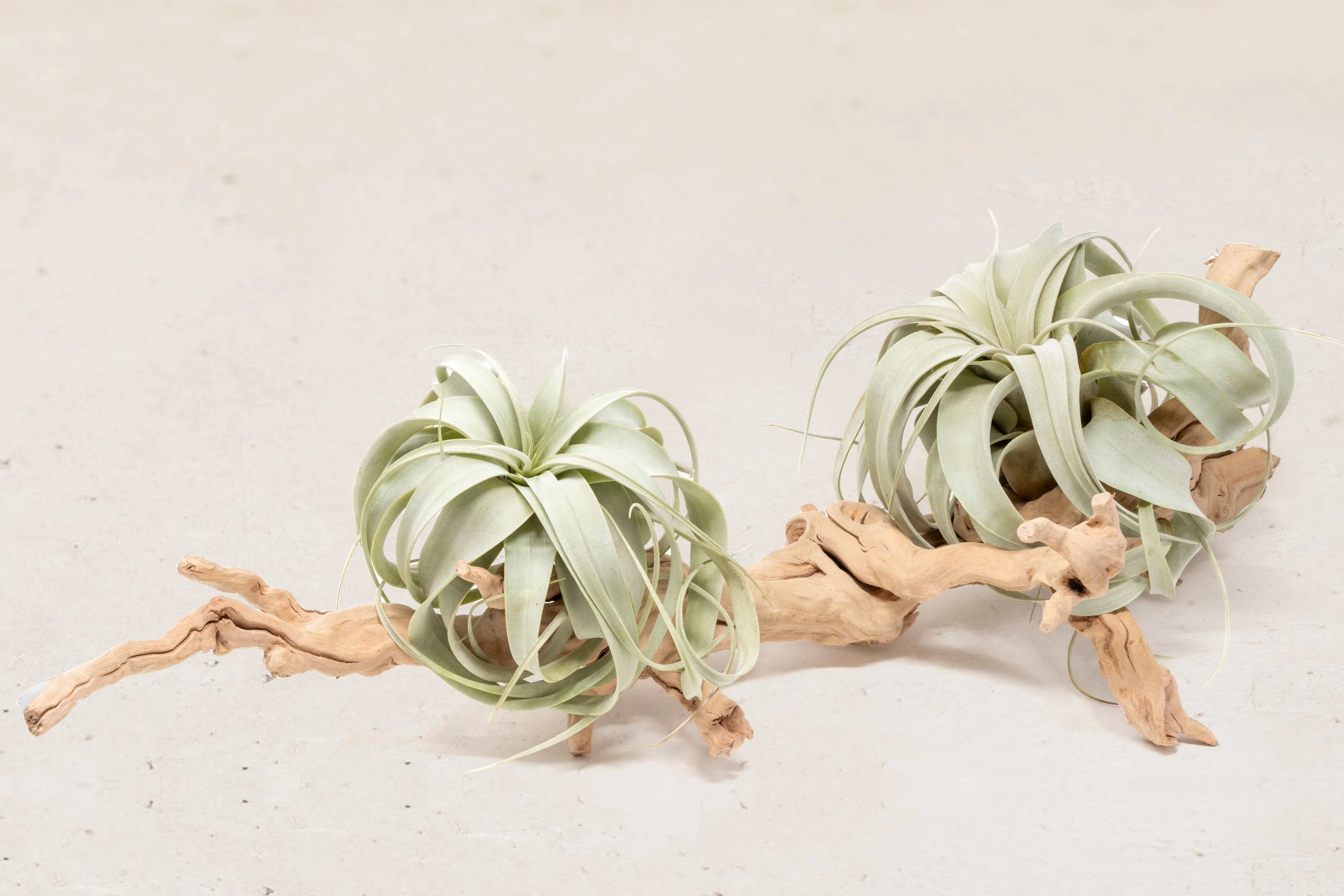 Wholesale: By the lb Grapevine Wood Displays for Tillandsia Air Plants - Image 16