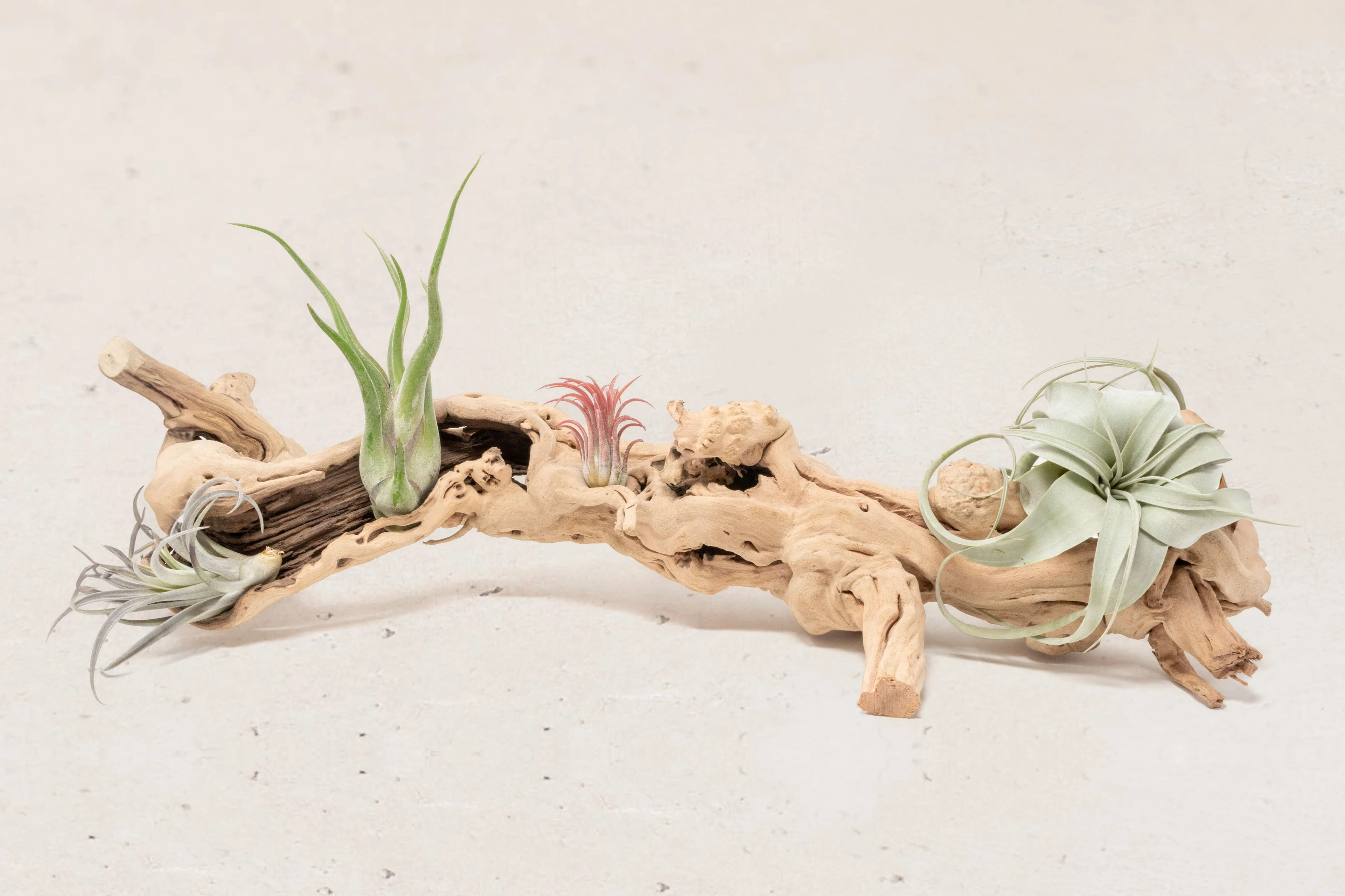 Wholesale: By the lb Grapevine Wood Displays for Tillandsia Air Plants - Image 18