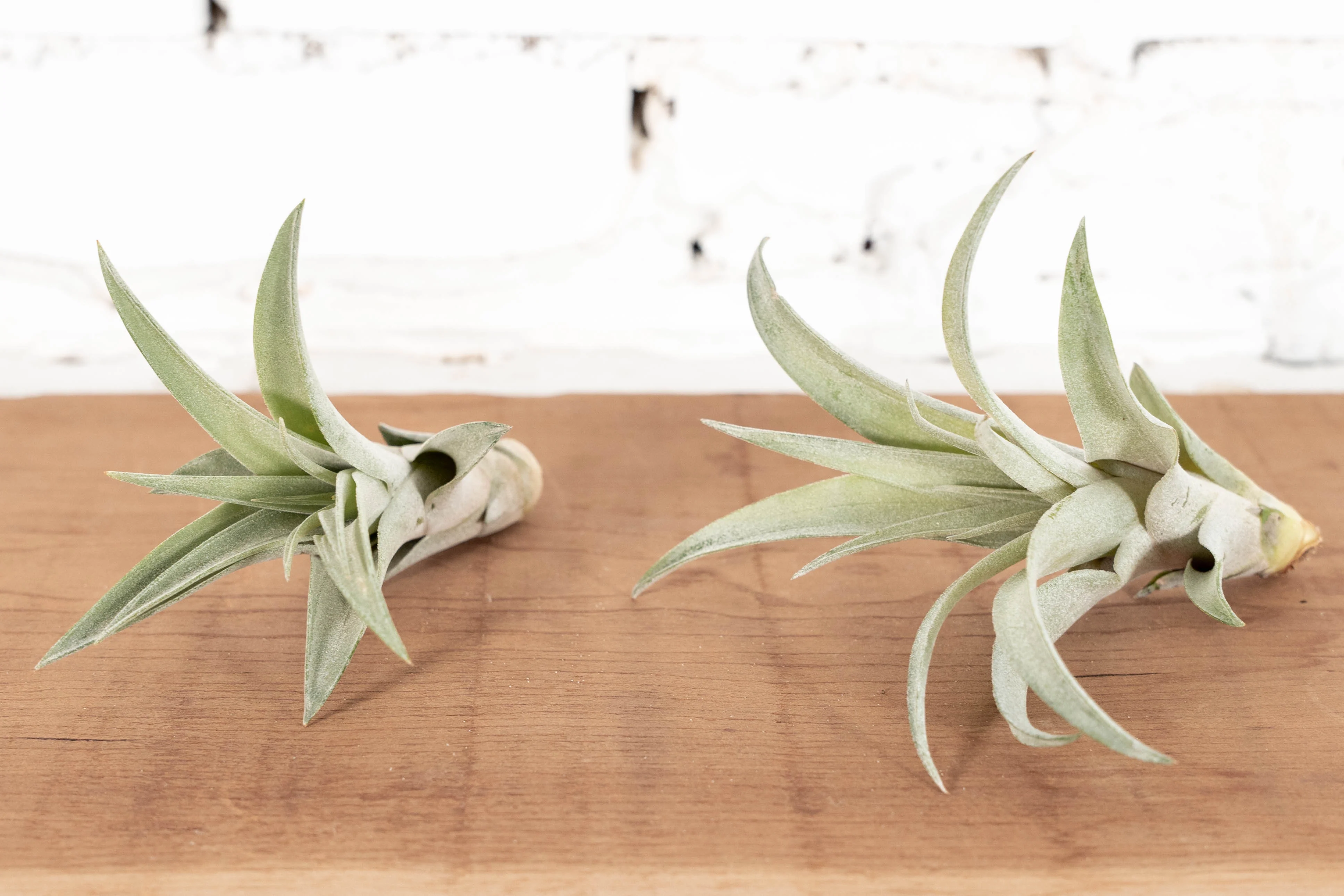 Wholesale: Tillandsia Capitata Peach Air Plants - Image 2