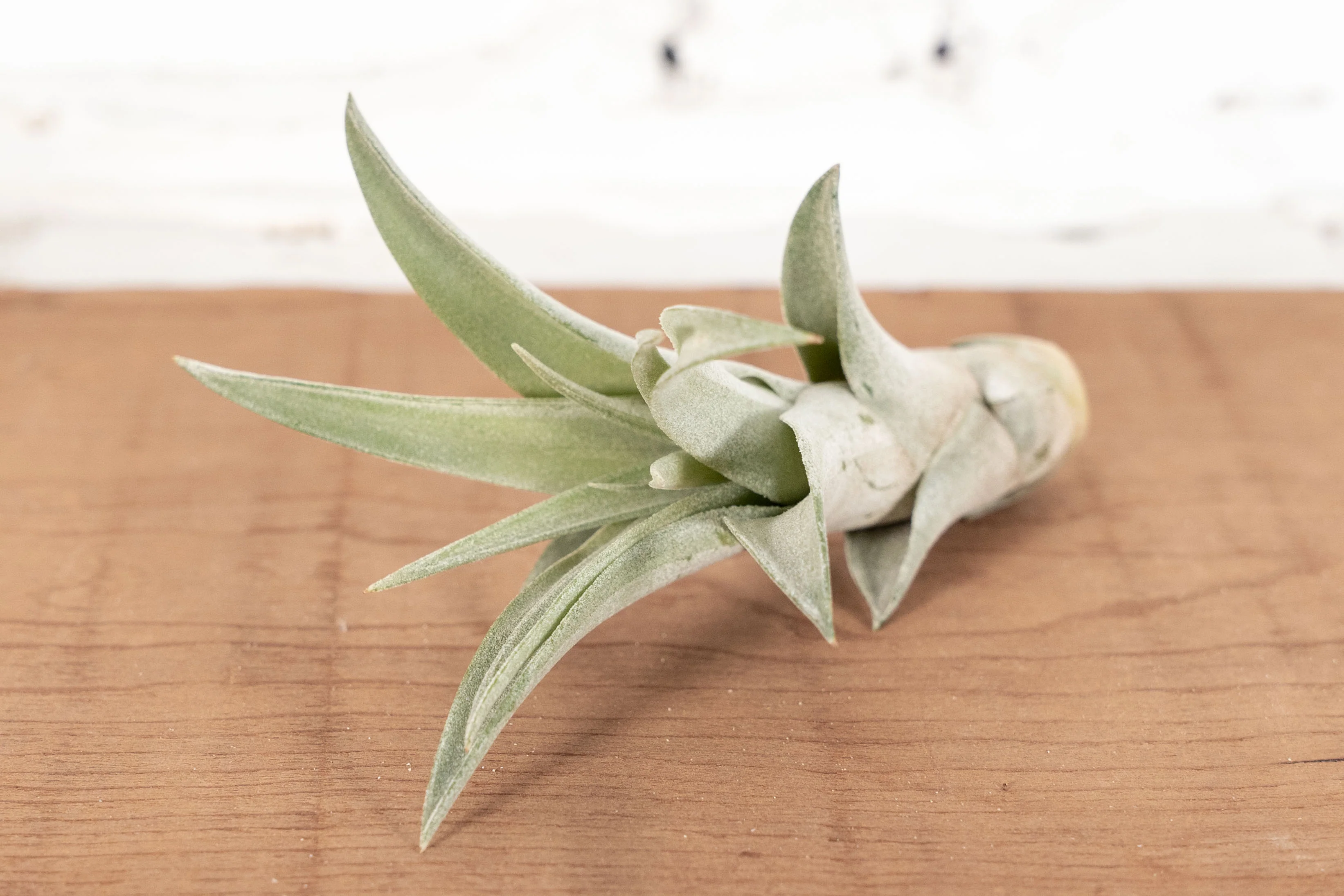 Wholesale: Tillandsia Capitata Peach Air Plants - Image 3