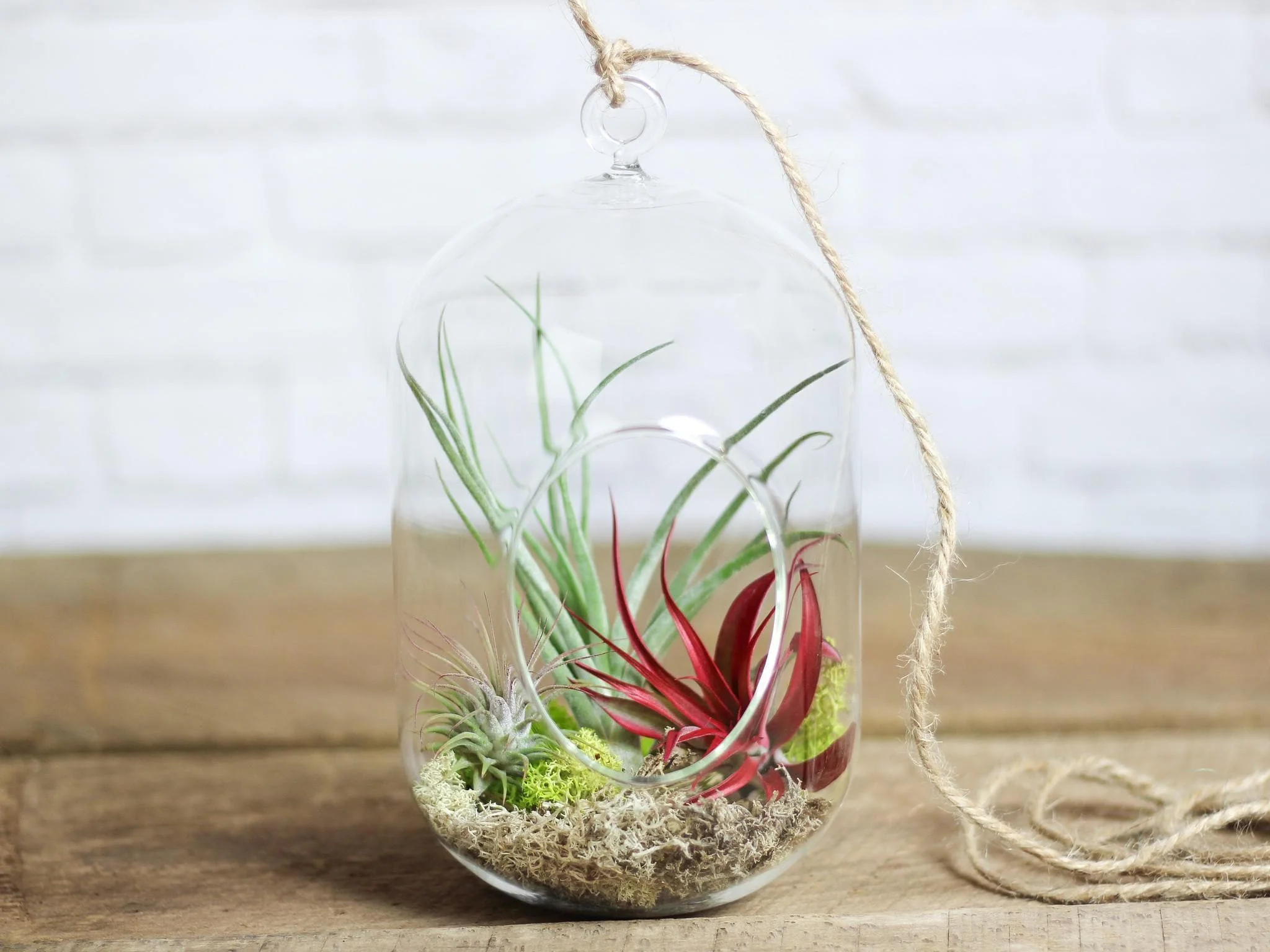 Wholesale: Capsule Terrarium with Assorted Tillandsia Air Plants