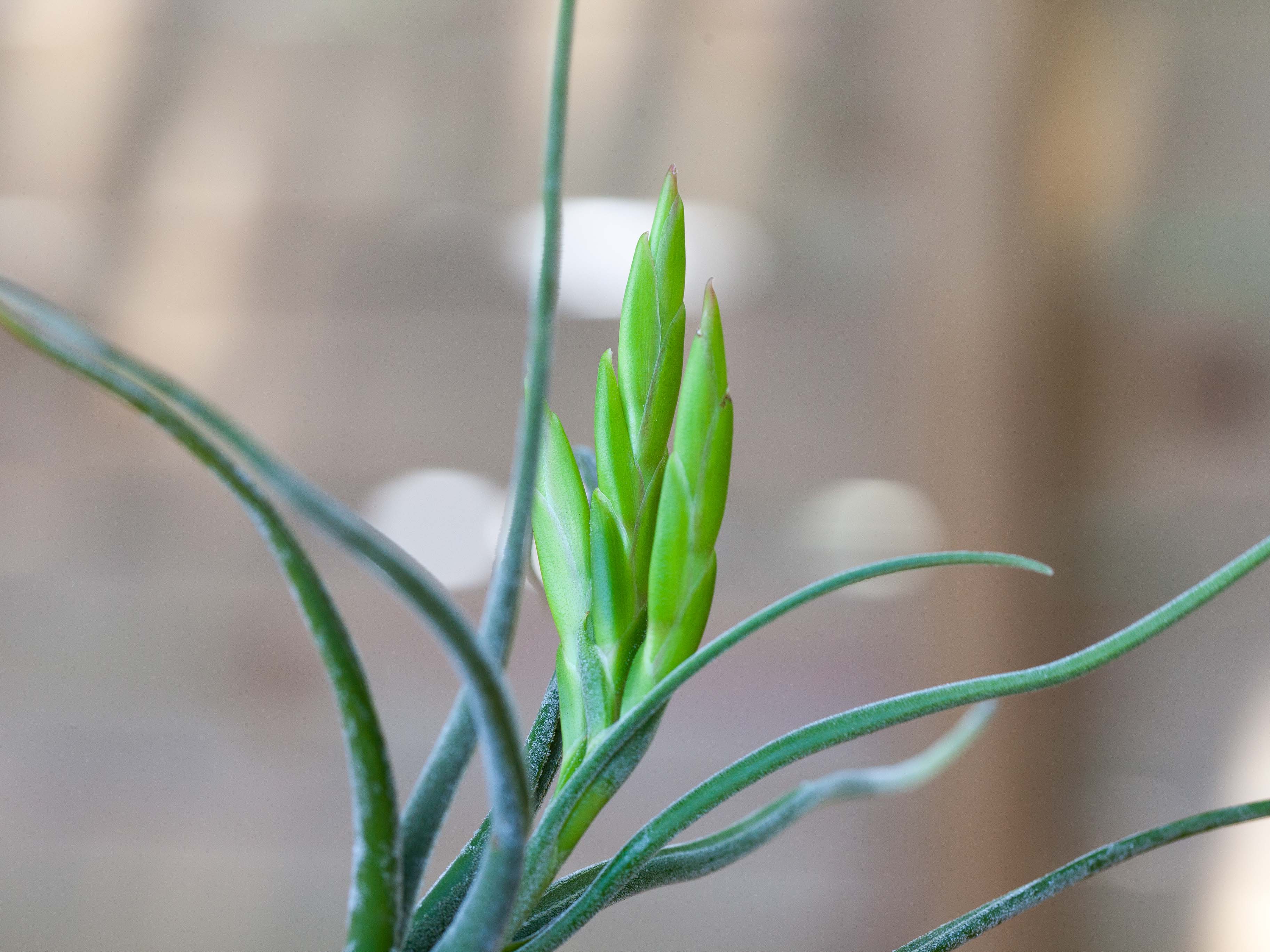 Wholesale: Tillandsia Caput Medusae Air Plants - Image 4