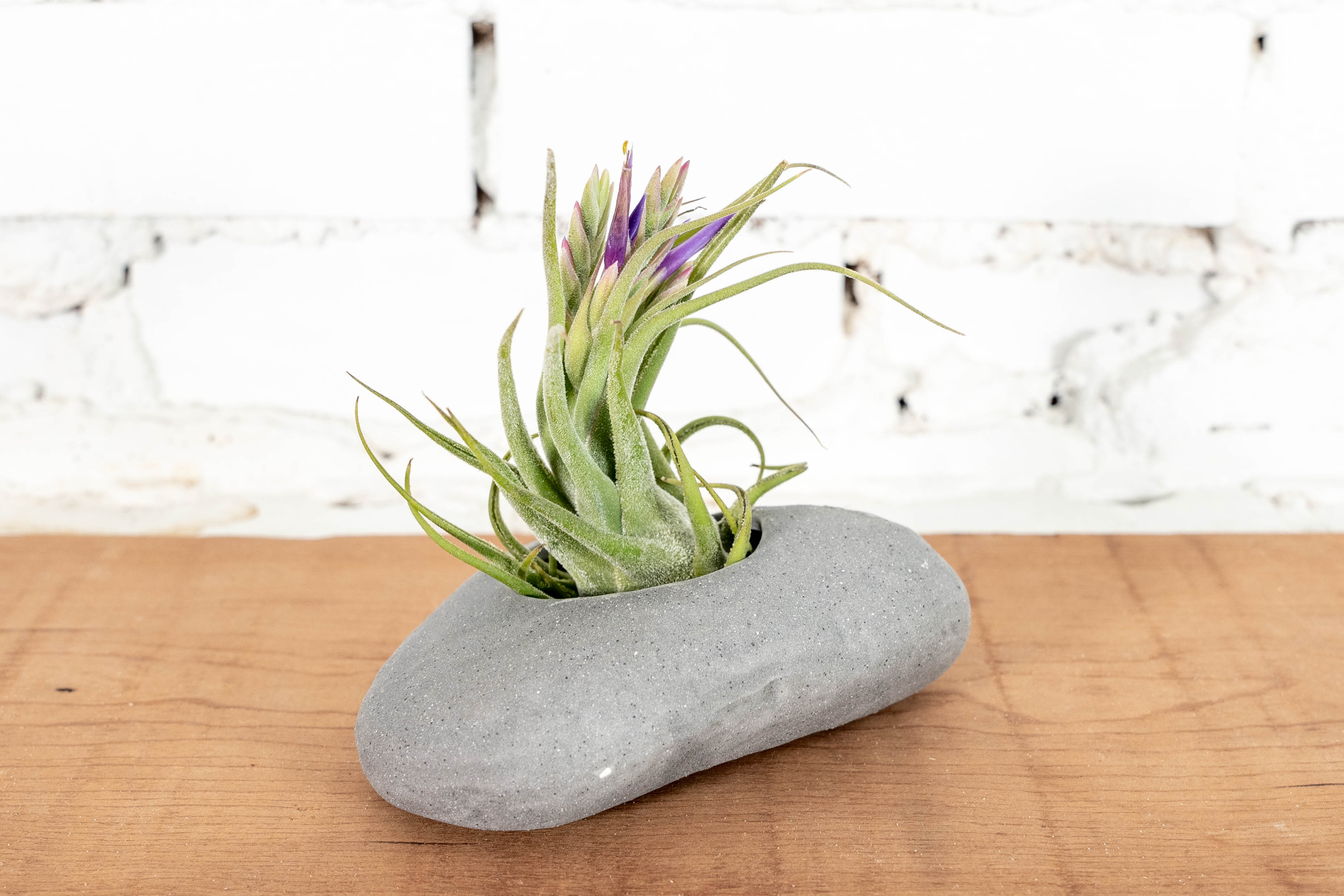 Wholesale: Gray Ceramic Stone Tillandsia Air Plant Holder - Image 2