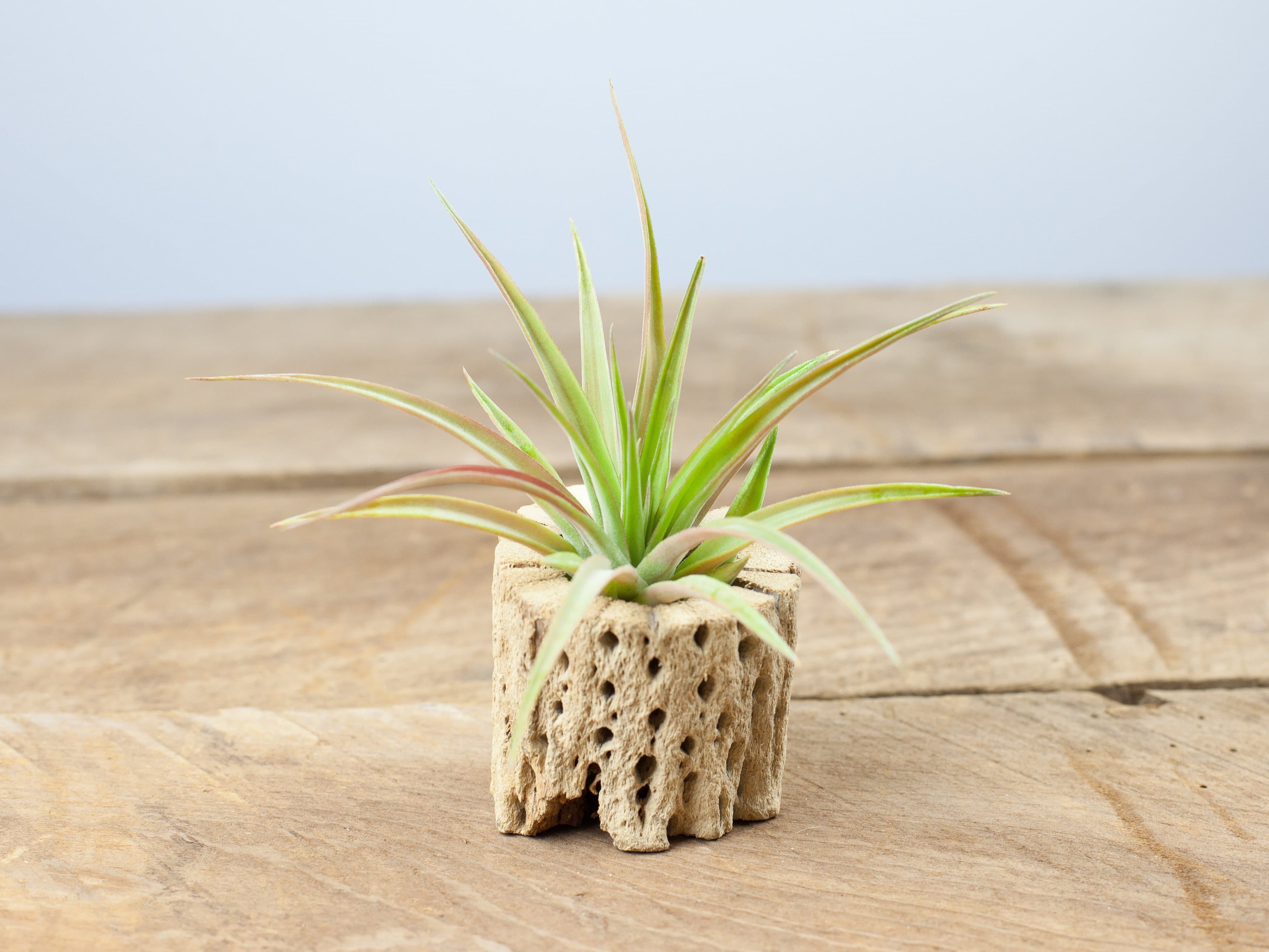 Wholesale: Cholla Wood Display and Assorted Tillandsia Air Plant - Image 2