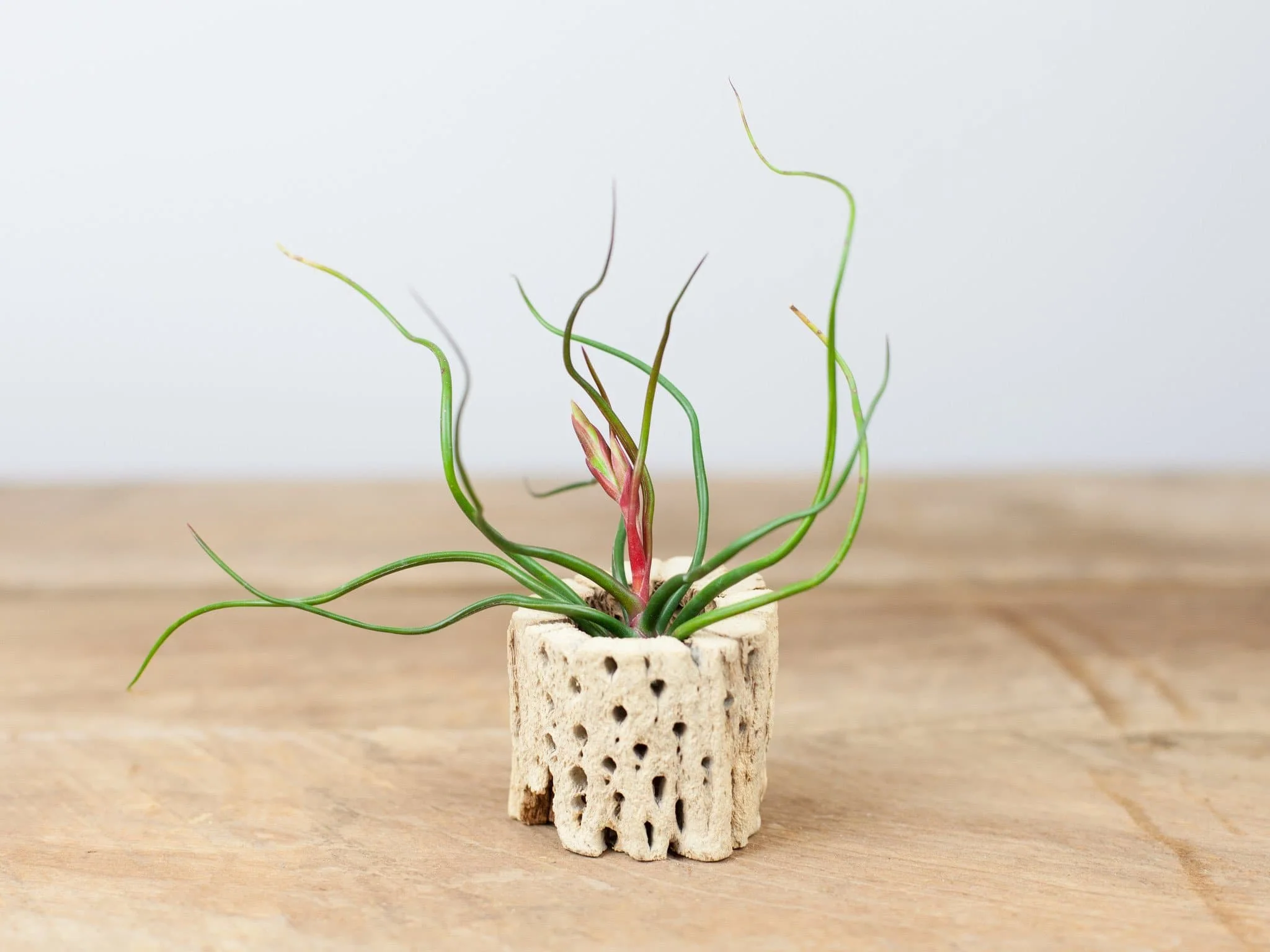 Wholesale: Cholla Wood Display and Assorted Tillandsia Air Plant - Image 4
