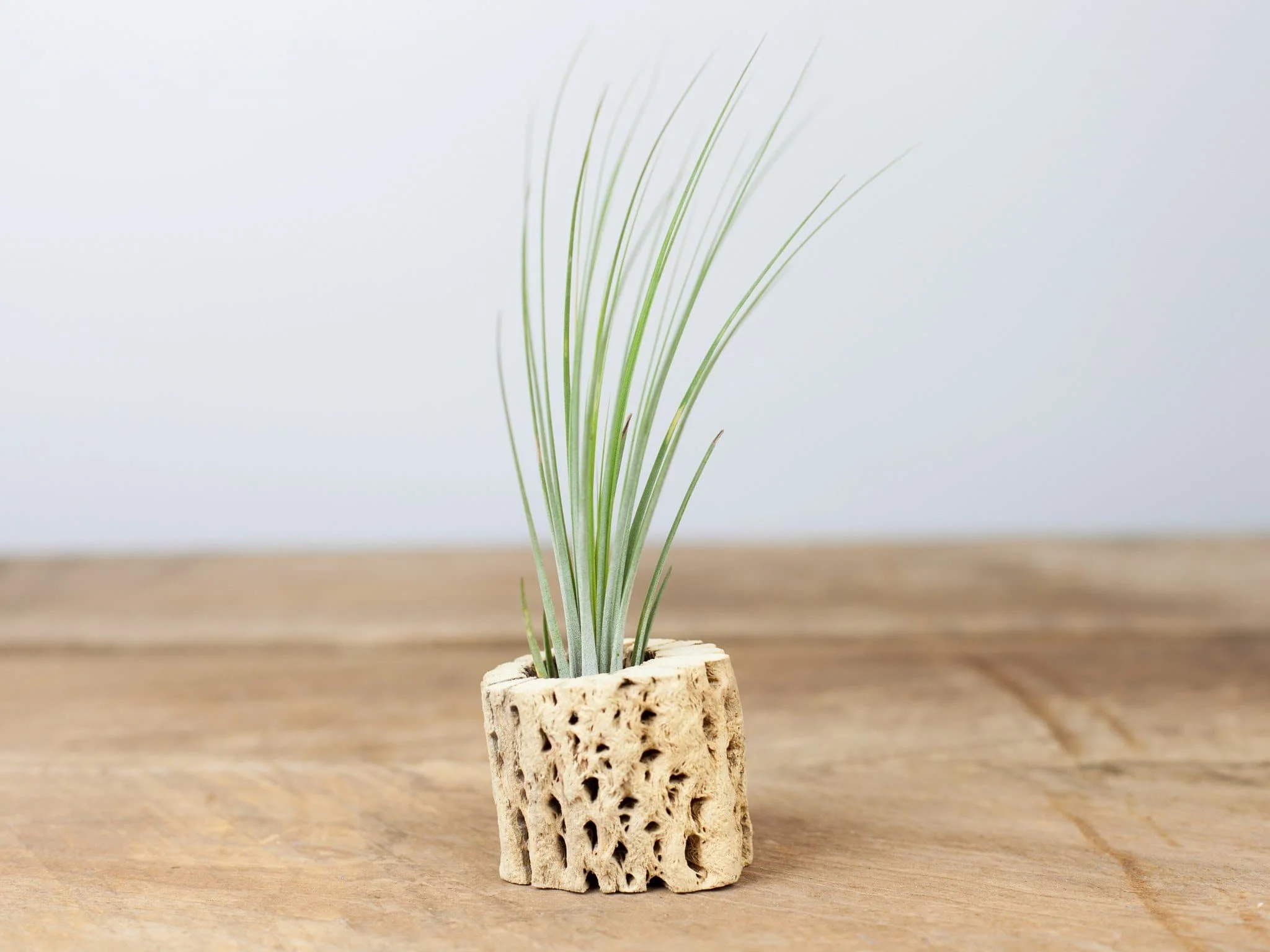 Wholesale: Cholla Wood Display and Assorted Tillandsia Air Plant - Image 5