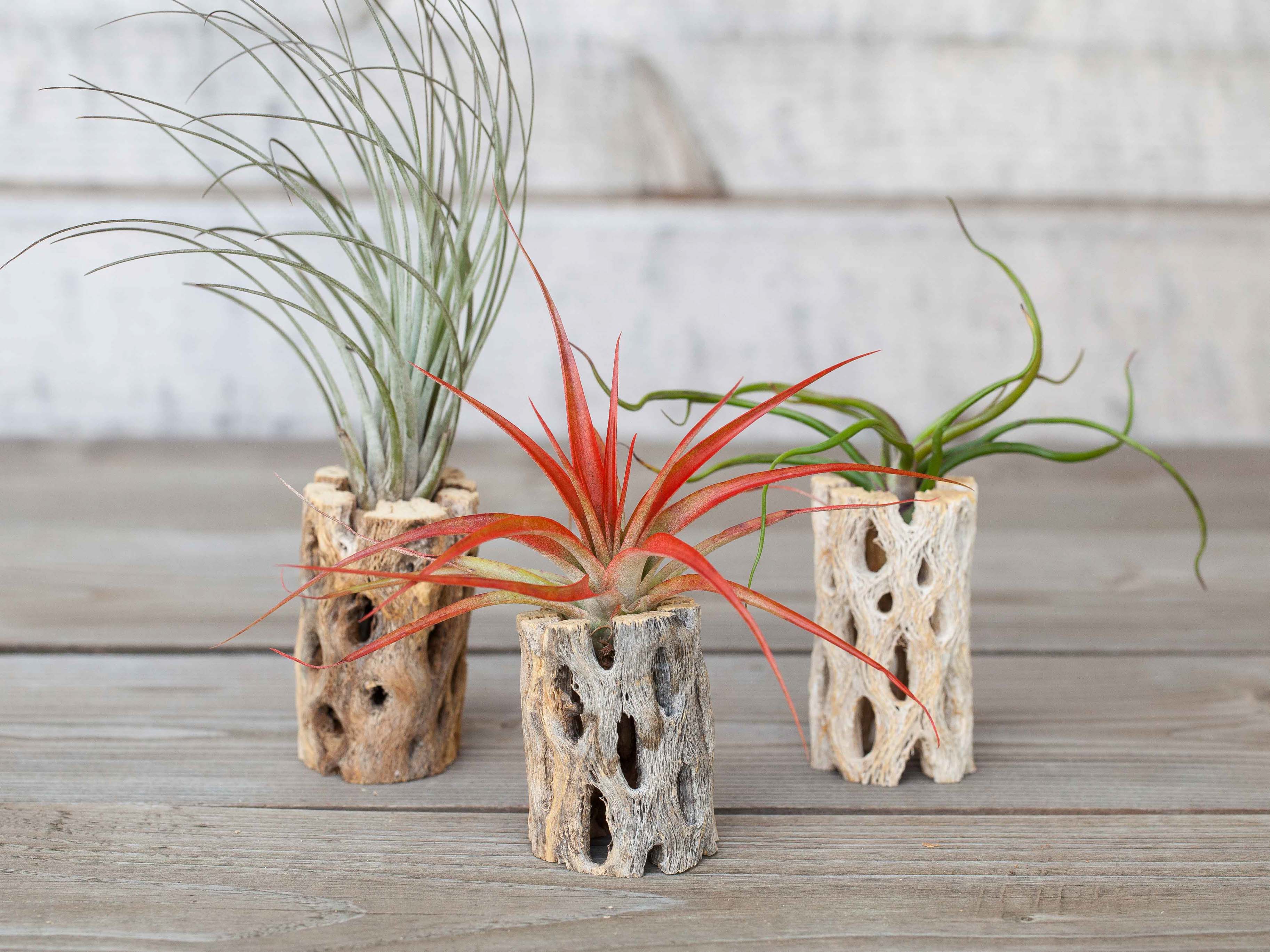 Wholesale: Cholla Wood and Tillandsia Juncea Air Plant - Image 3