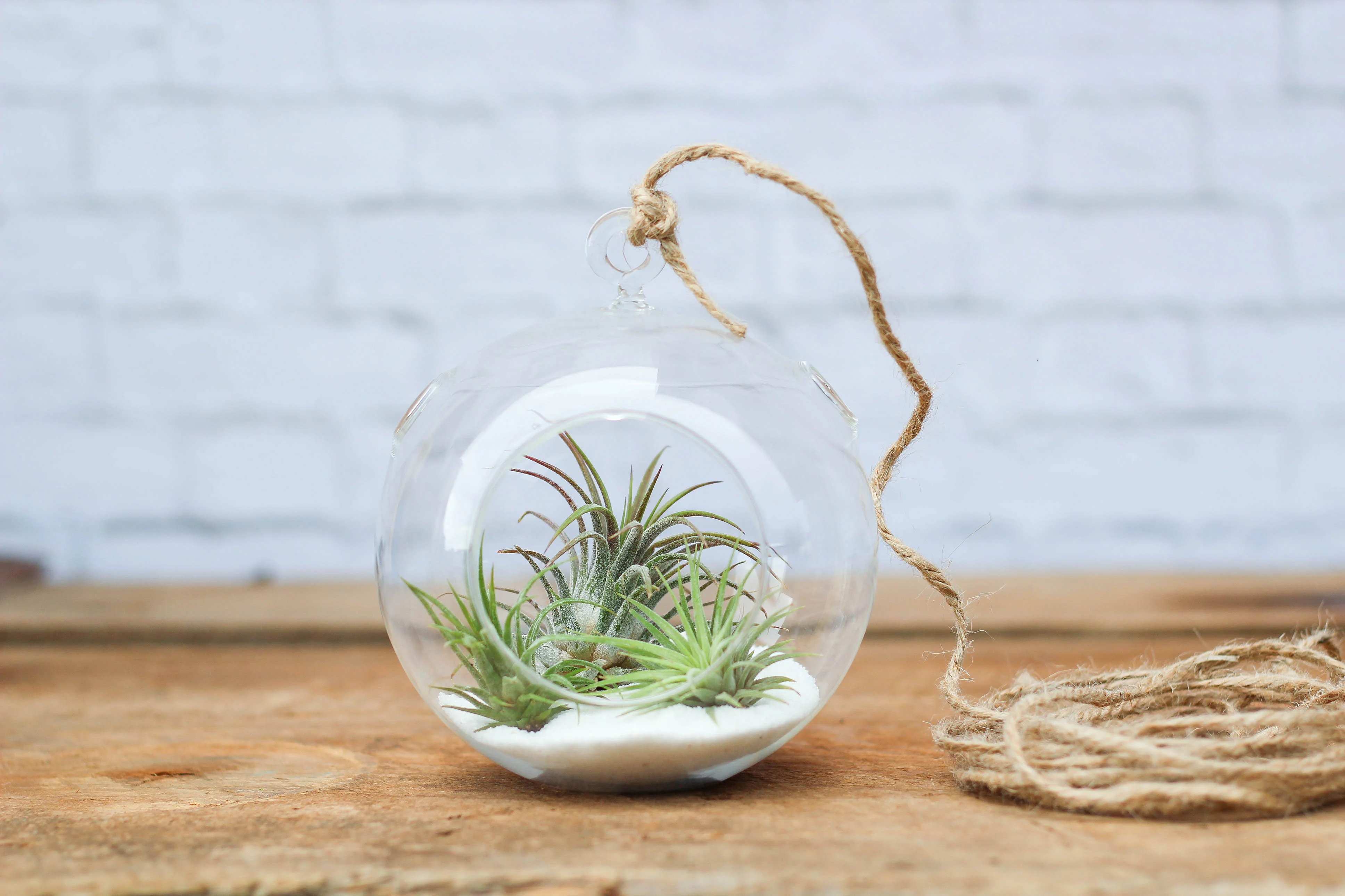 Wholesale: Coastal Terrarium with Tillandsia Ionantha Air Plants
