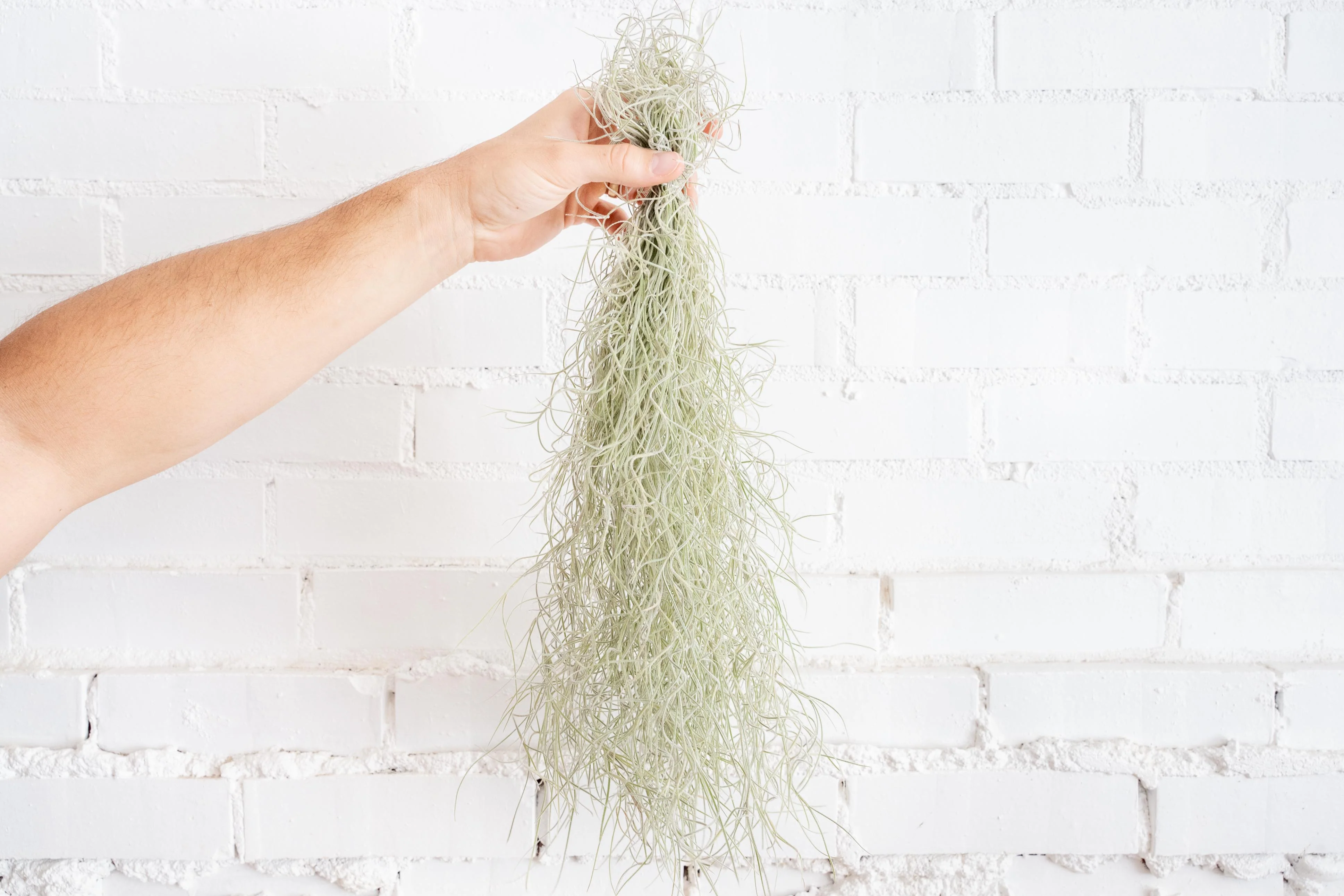 Wholesale: Tillandsia Usneoides Colombia Thick Spanish Moss Large Clumps