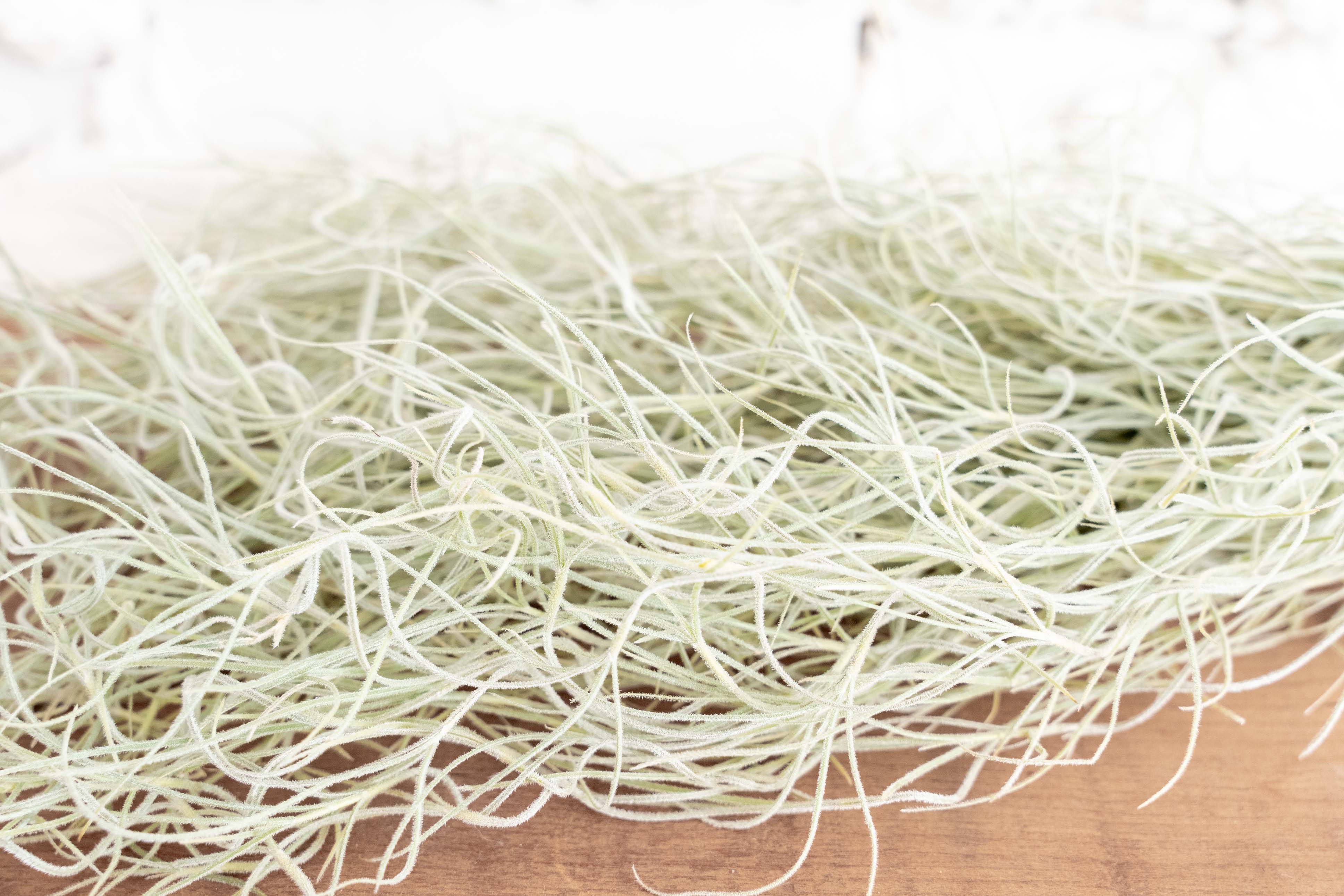 Wholesale: Tillandsia Usneoides Colombia Thick Spanish Moss Large Clumps - Image 3