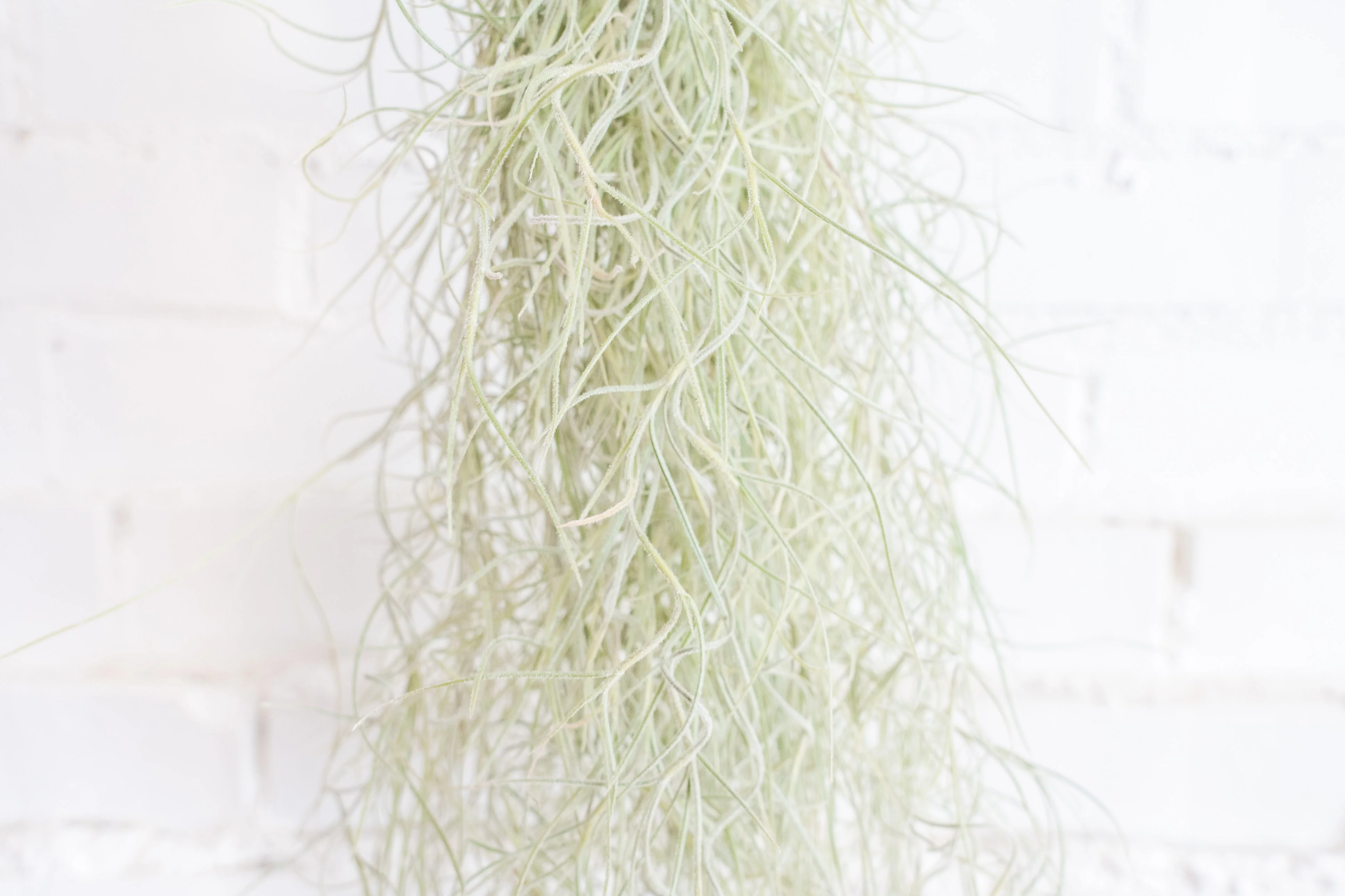 Wholesale: Tillandsia Usneoides Colombia Thick Spanish Moss Large Clumps - Image 5
