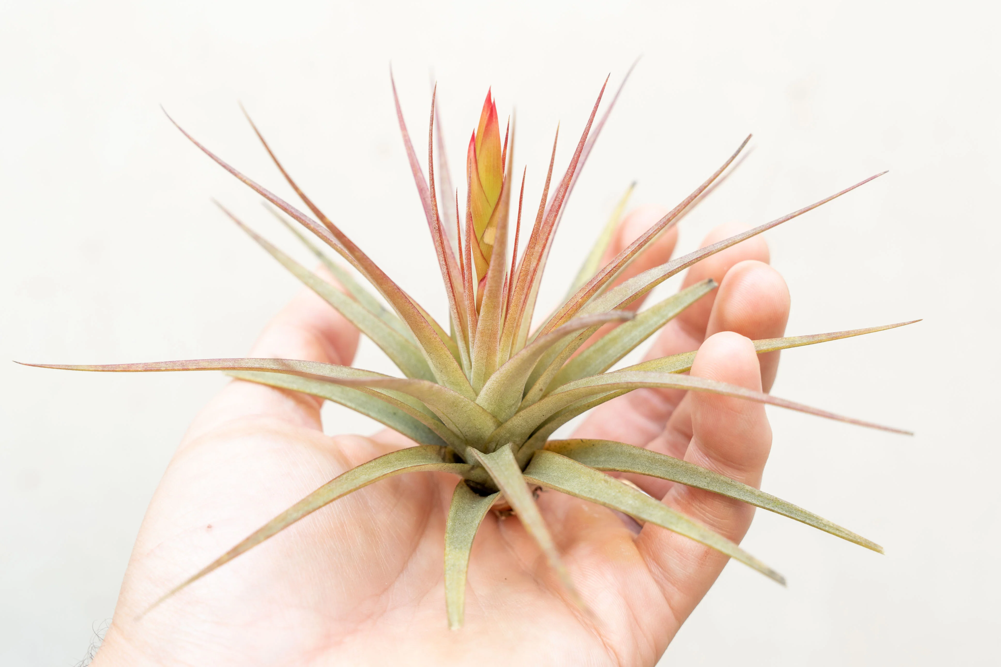 Wholesale: Tillandsia Concolor Air Plant