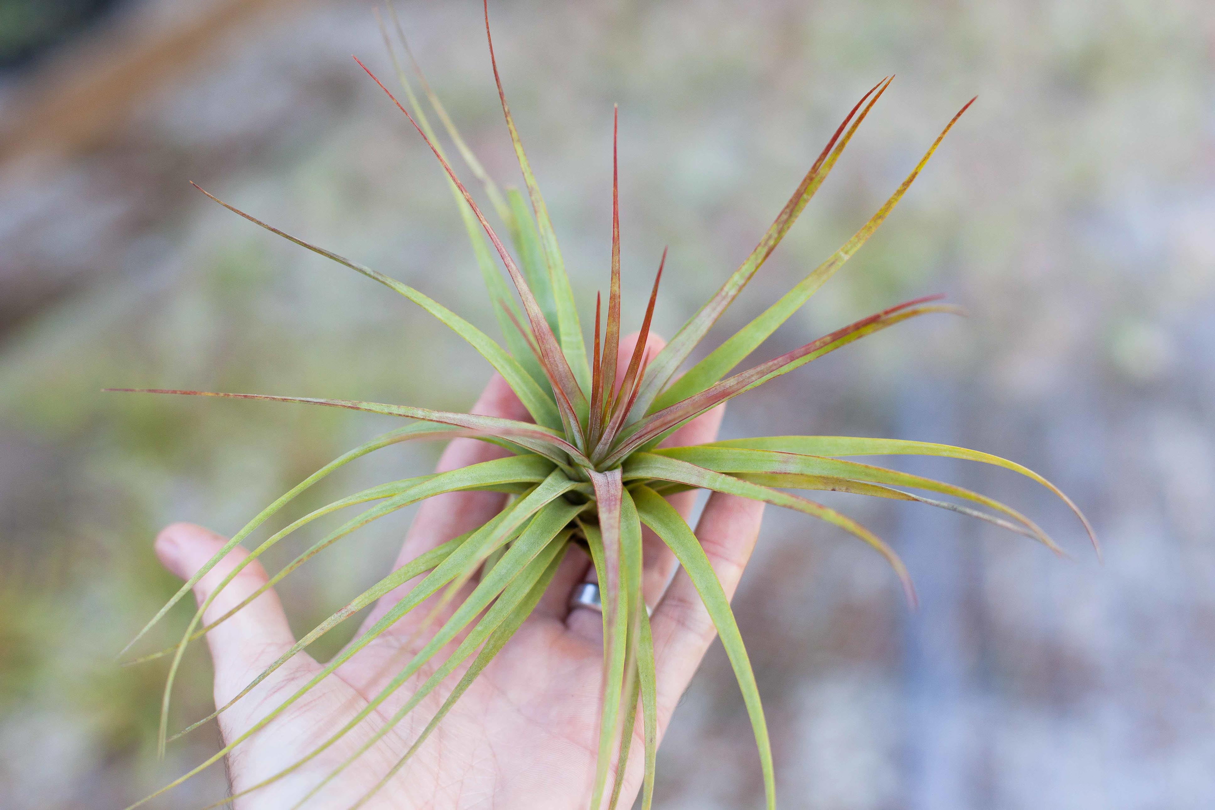 Wholesale: Tillandsia Concolor Air Plant - Image 3