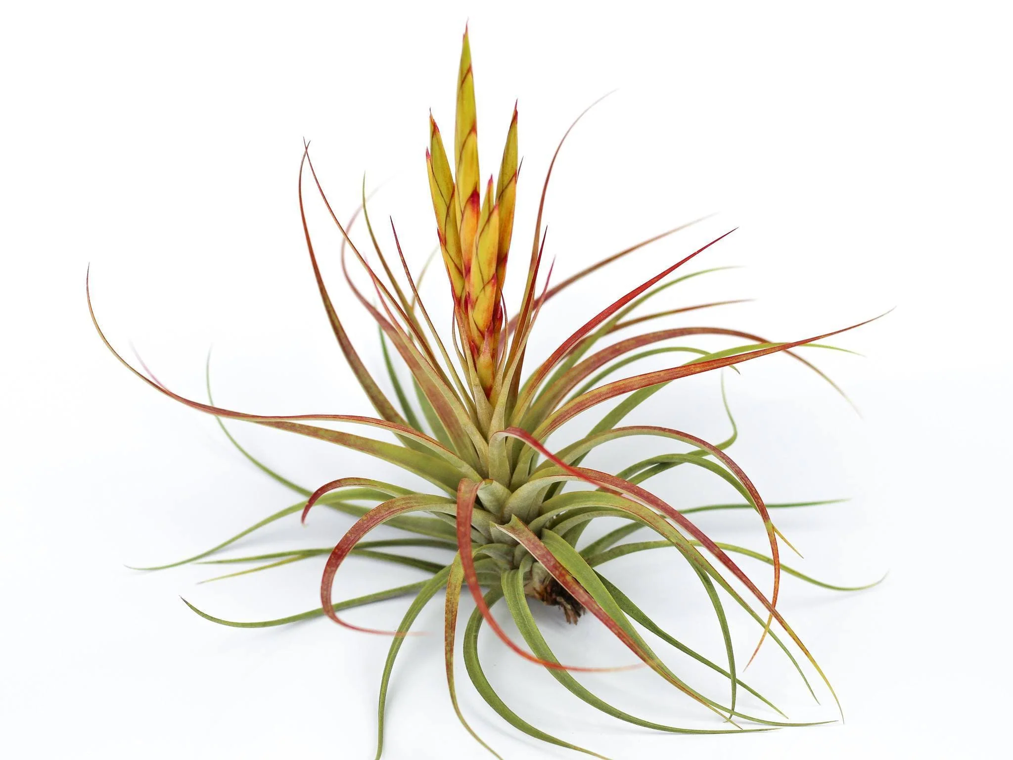 Wholesale: Tillandsia Concolor Air Plant - Image 4