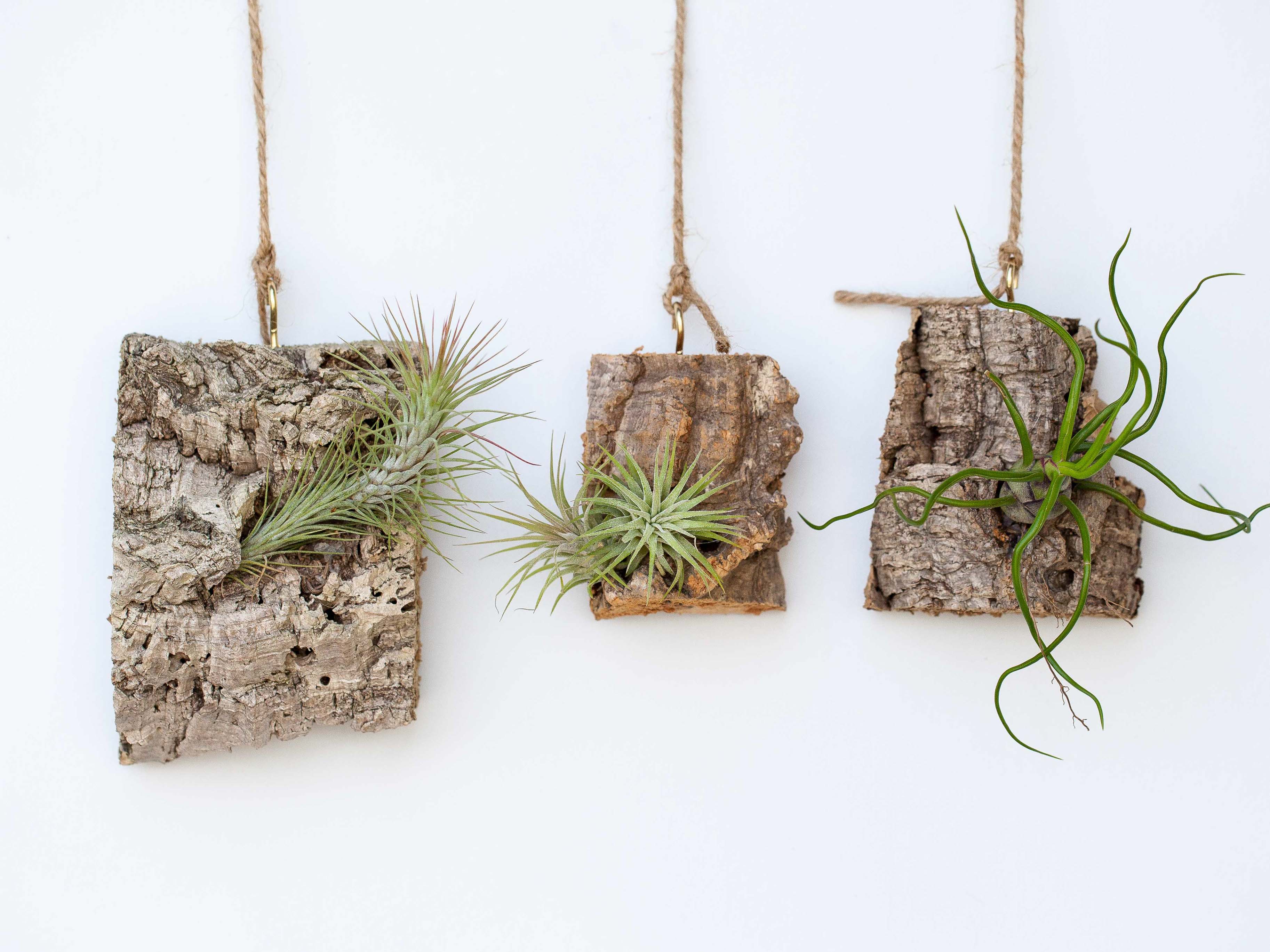 Wholesale: DIY Cork Bark Mounts without Tillandsia Air Plants | Multiple Sizes - Image 3