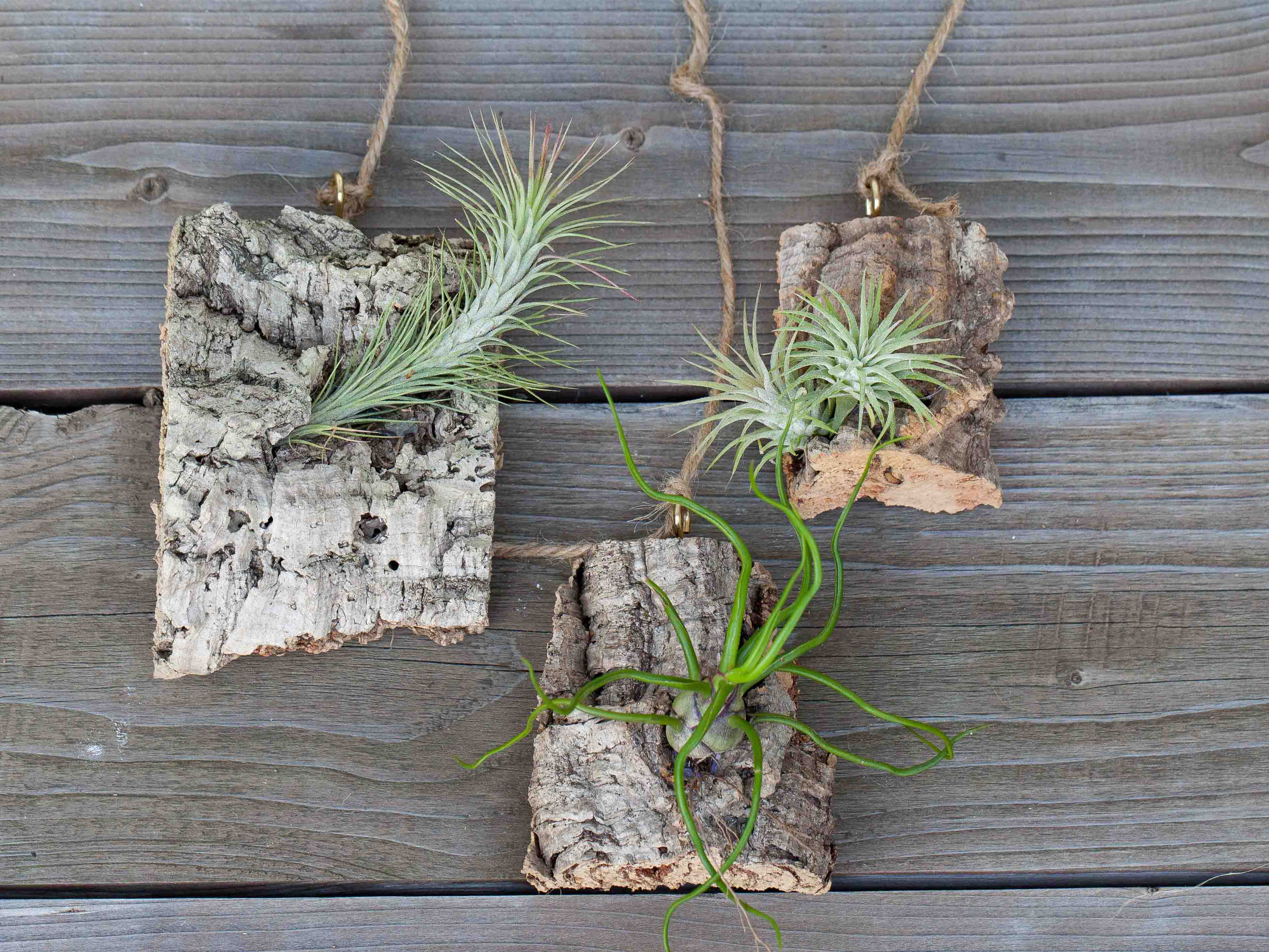 Wholesale: DIY Cork Bark Mounts without Tillandsia Air Plants | Multiple Sizes - Image 4