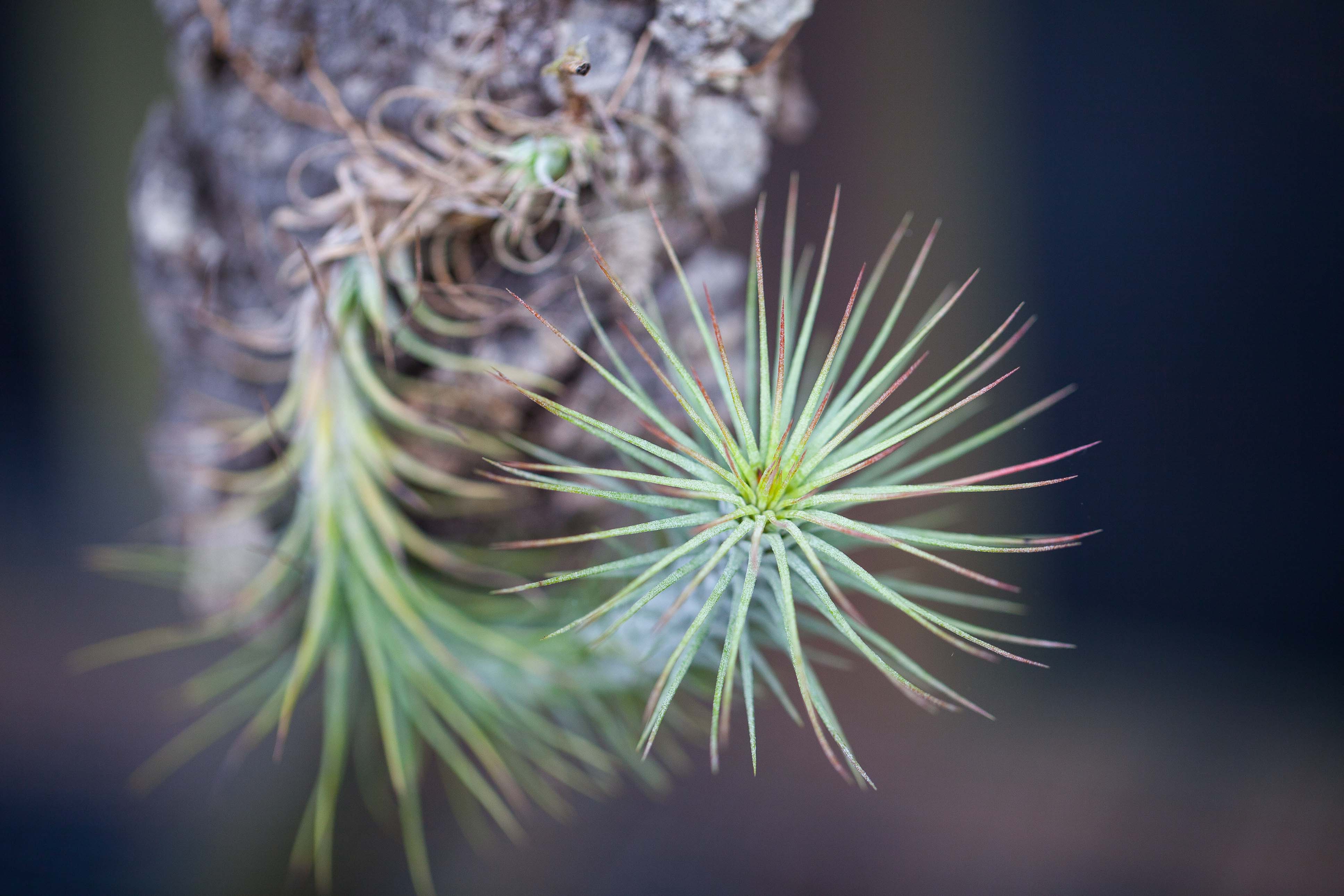 Wholesale: DIY Cork Bark Mounts without Tillandsia Air Plants | Multiple Sizes - Image 5