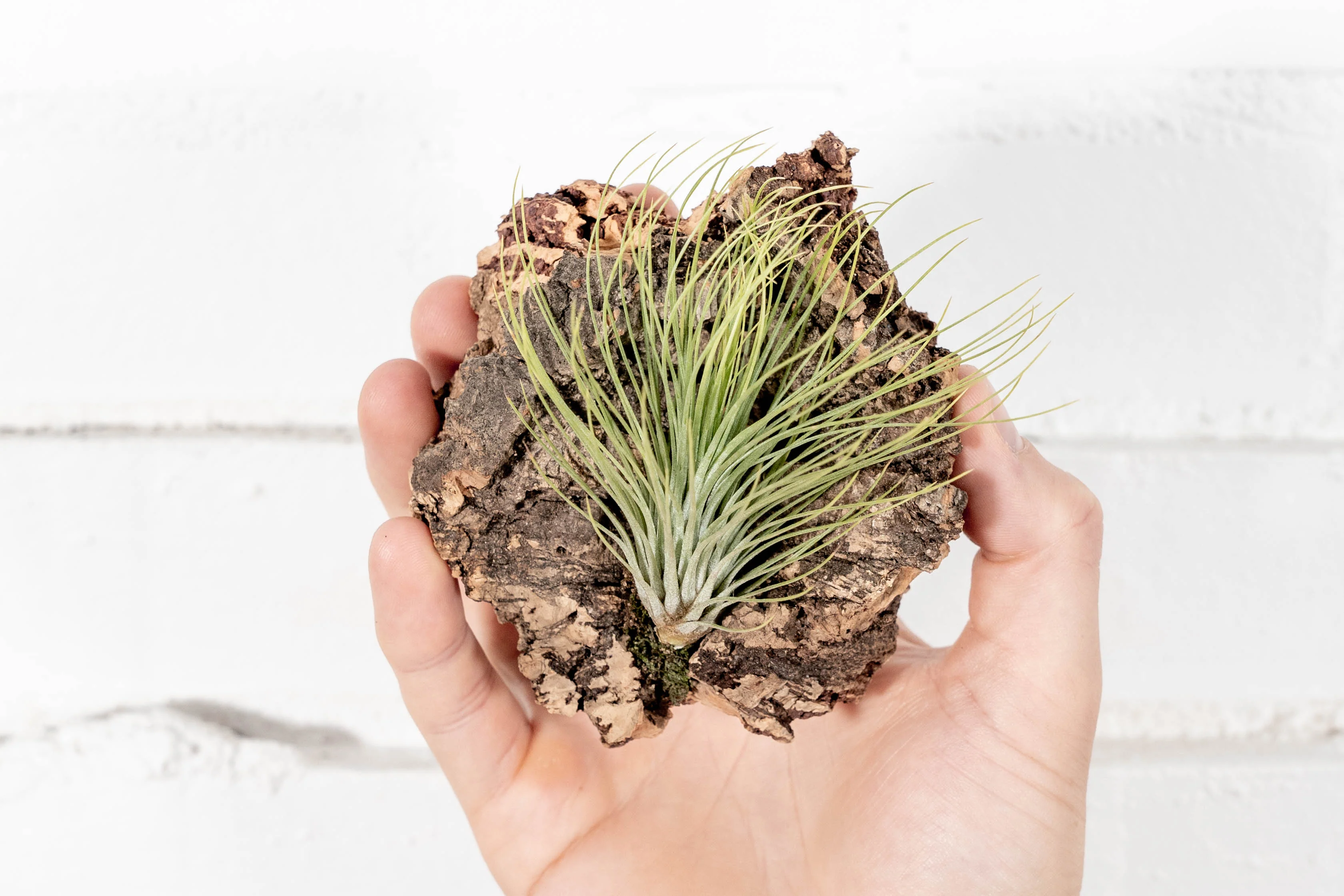 Wholesale: DIY Cork Bark Mounts by the Pound without Tillandsia Air Plants | Multiple Sizes - Image 3