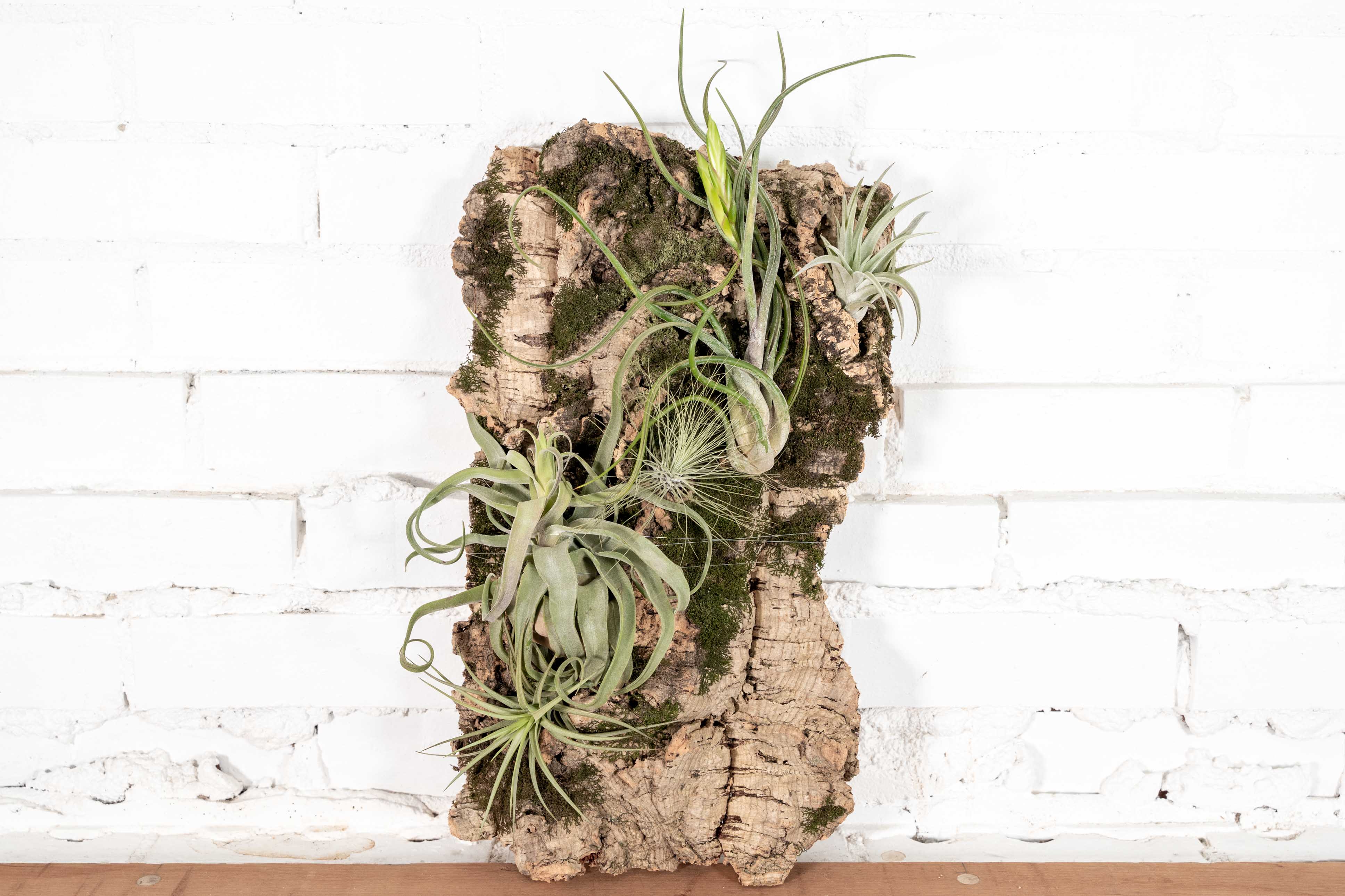 Wholesale: DIY Cork Bark Mounts by the Pound without Tillandsia Air Plants | Multiple Sizes - Image 4