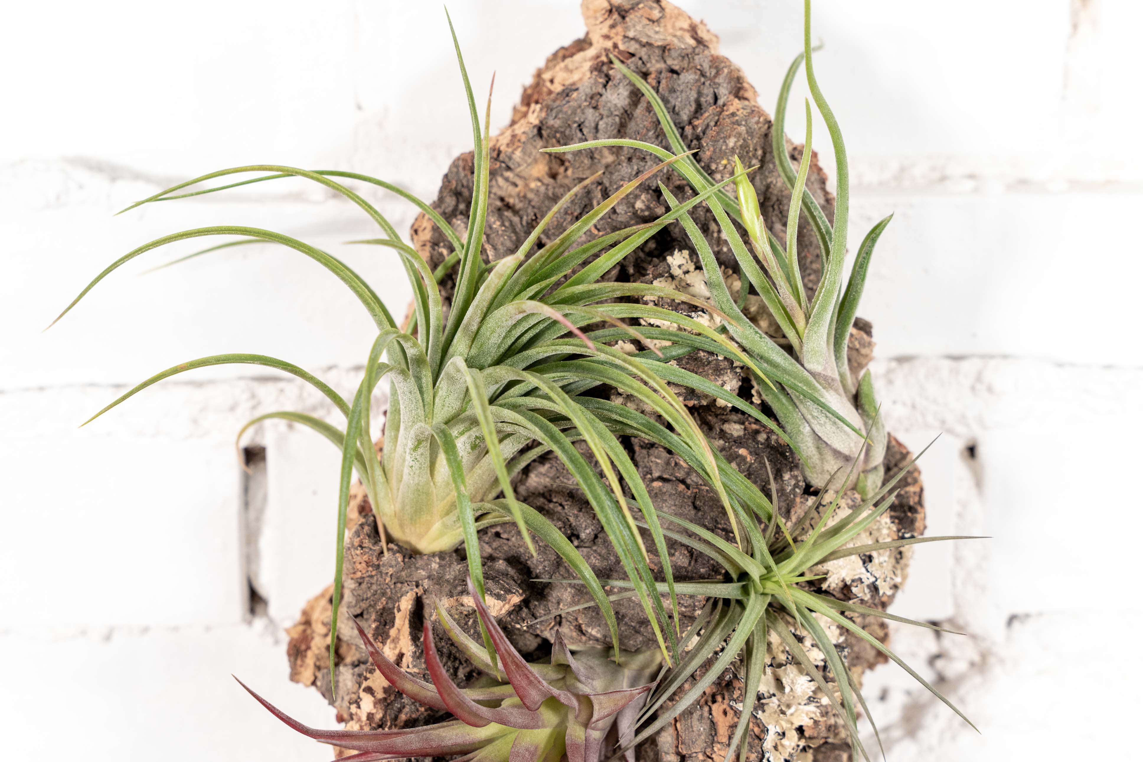 Wholesale: DIY Cork Bark Mounts by the Pound without Tillandsia Air Plants | Multiple Sizes - Image 5