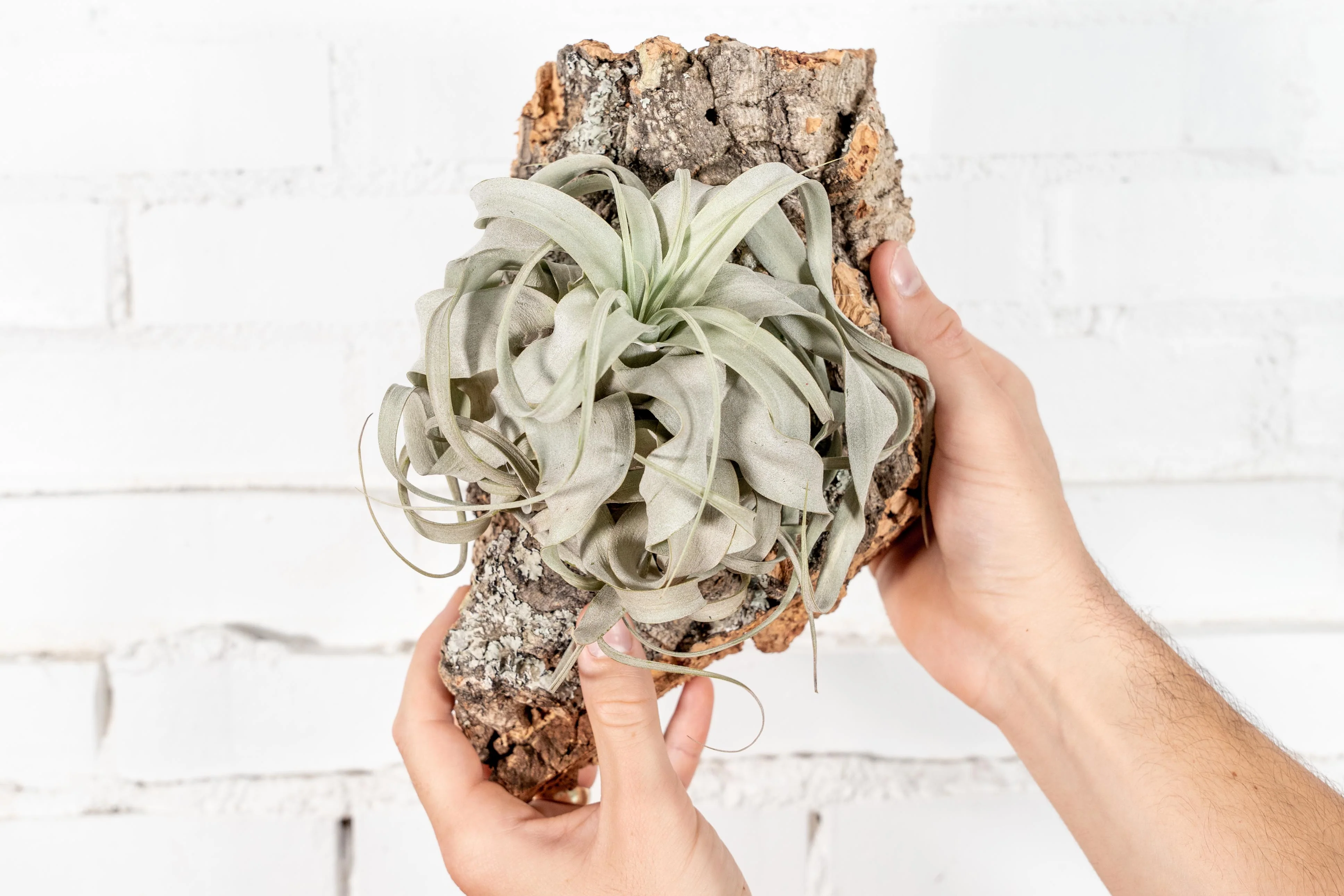 Wholesale: DIY Cork Bark Mounts by the Pound without Tillandsia Air Plants | Multiple Sizes - Image 6