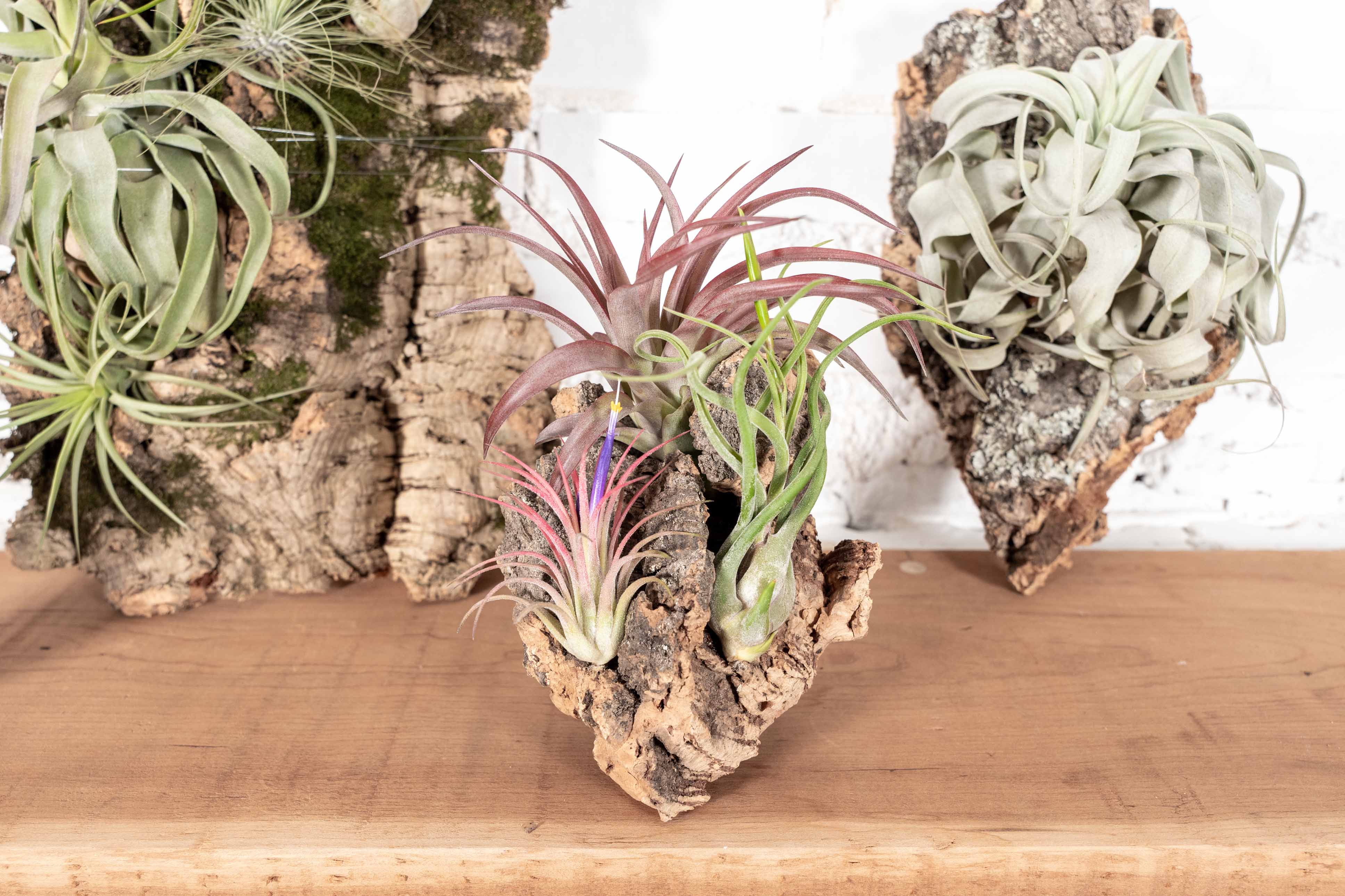 Wholesale: DIY Cork Bark Mounts with Tillandsia Air Plants | Multiple Sizes - Image 6