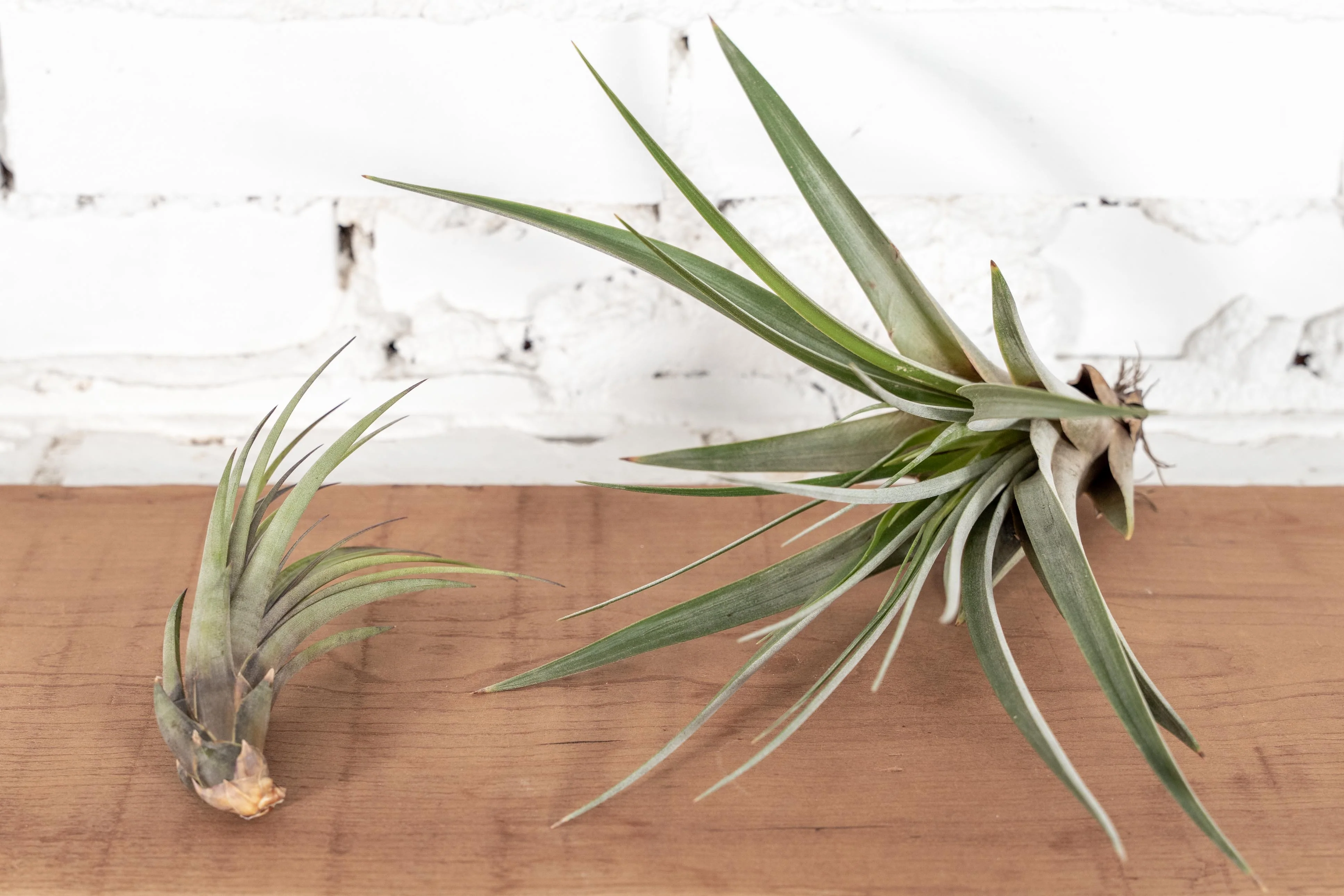 Wholesale: Tillandsia Fasciculata Tricolor Golden Torch Air Plants