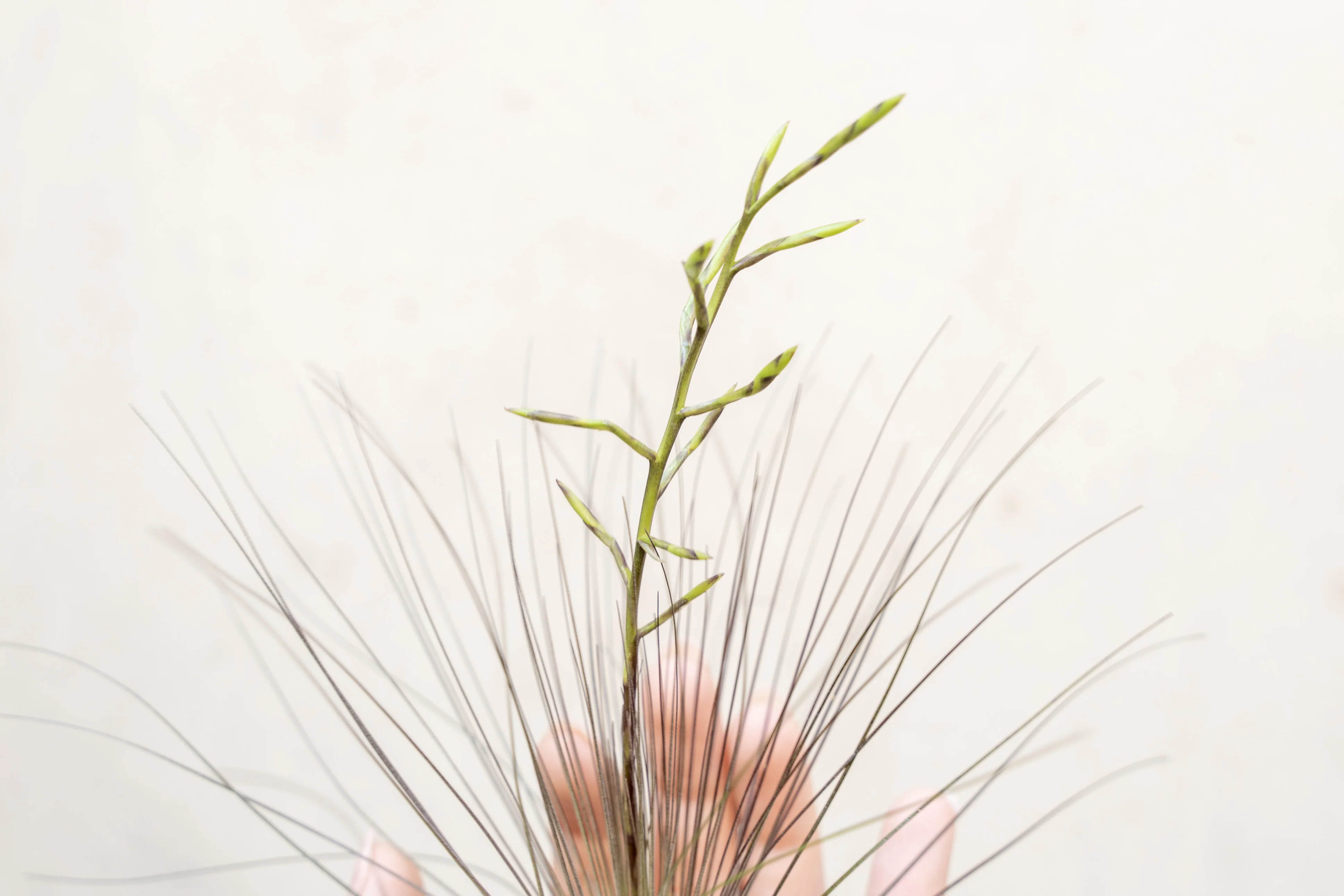Wholesale: Tillandsia Filifolia Air Plants - Image 2