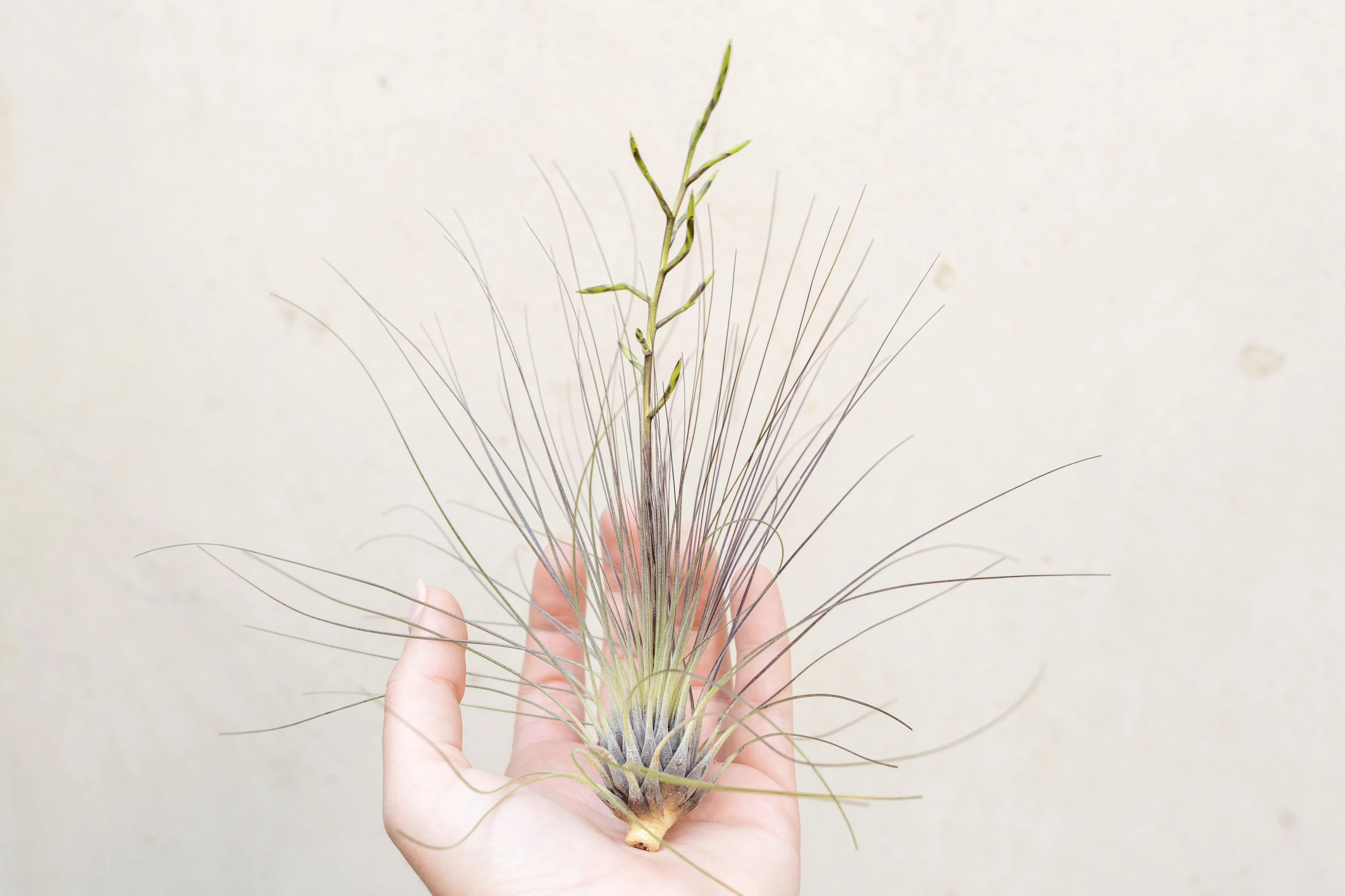 Wholesale: Tillandsia Filifolia Air Plants - Image 3
