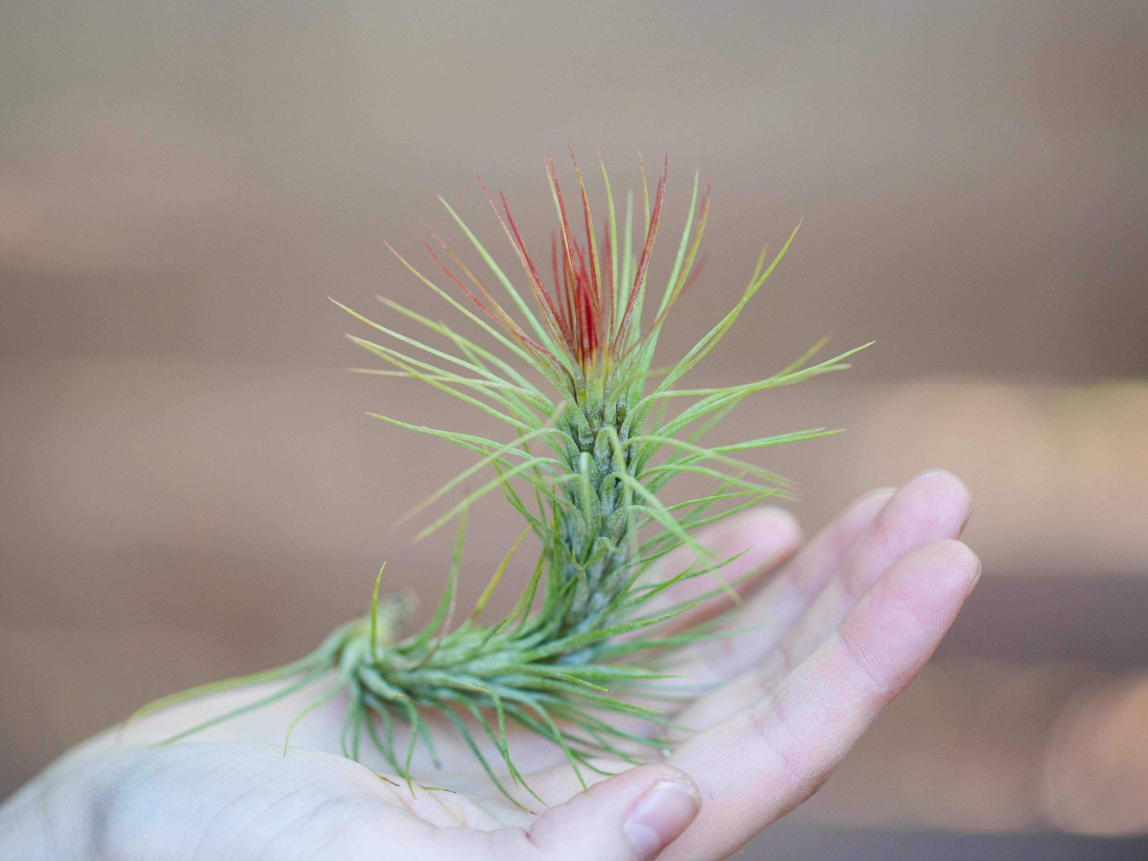 Wholesale: Tillandsia Funckiana Air Plants