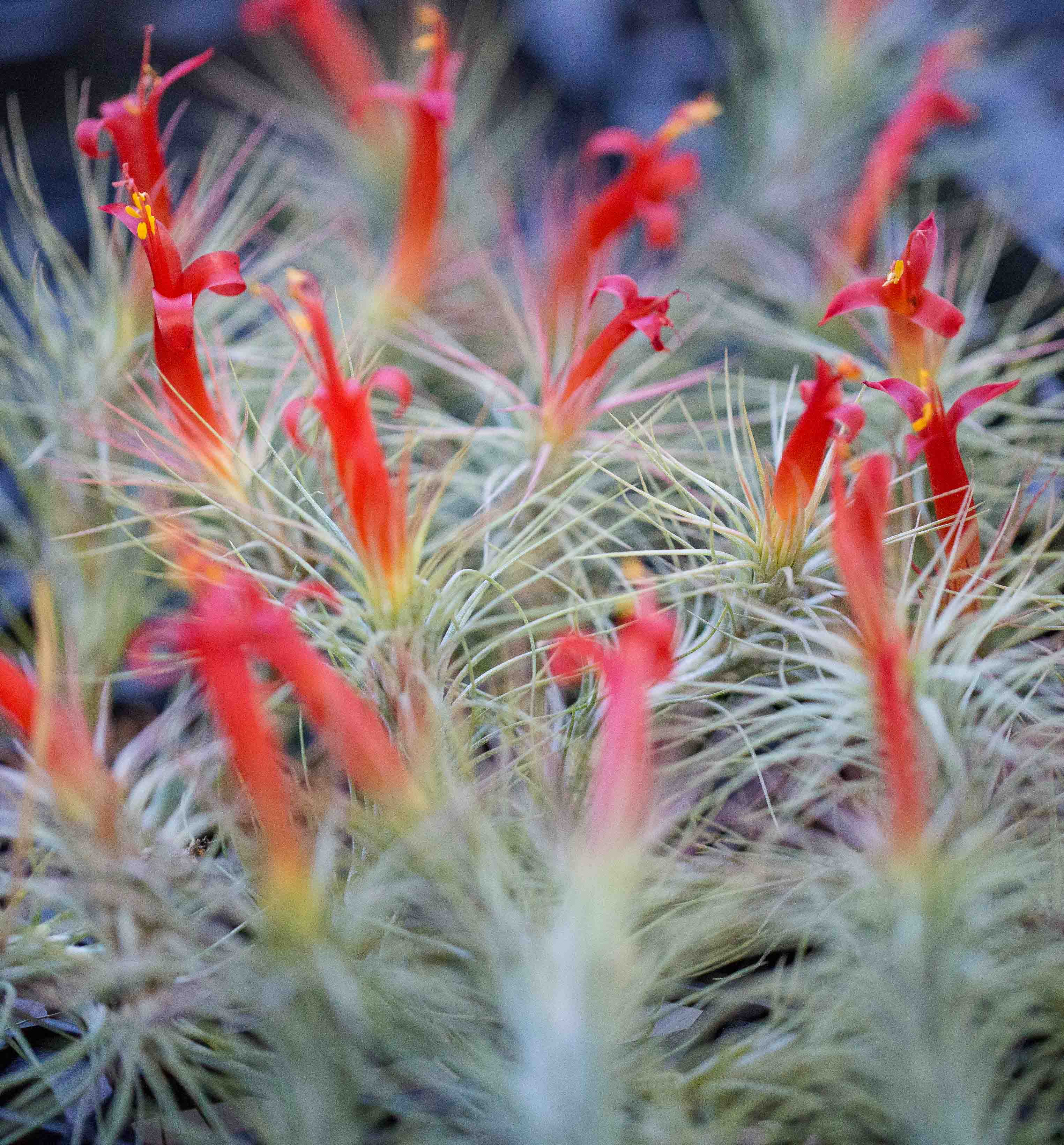 Wholesale: Tillandsia Funckiana Air Plants - Image 2