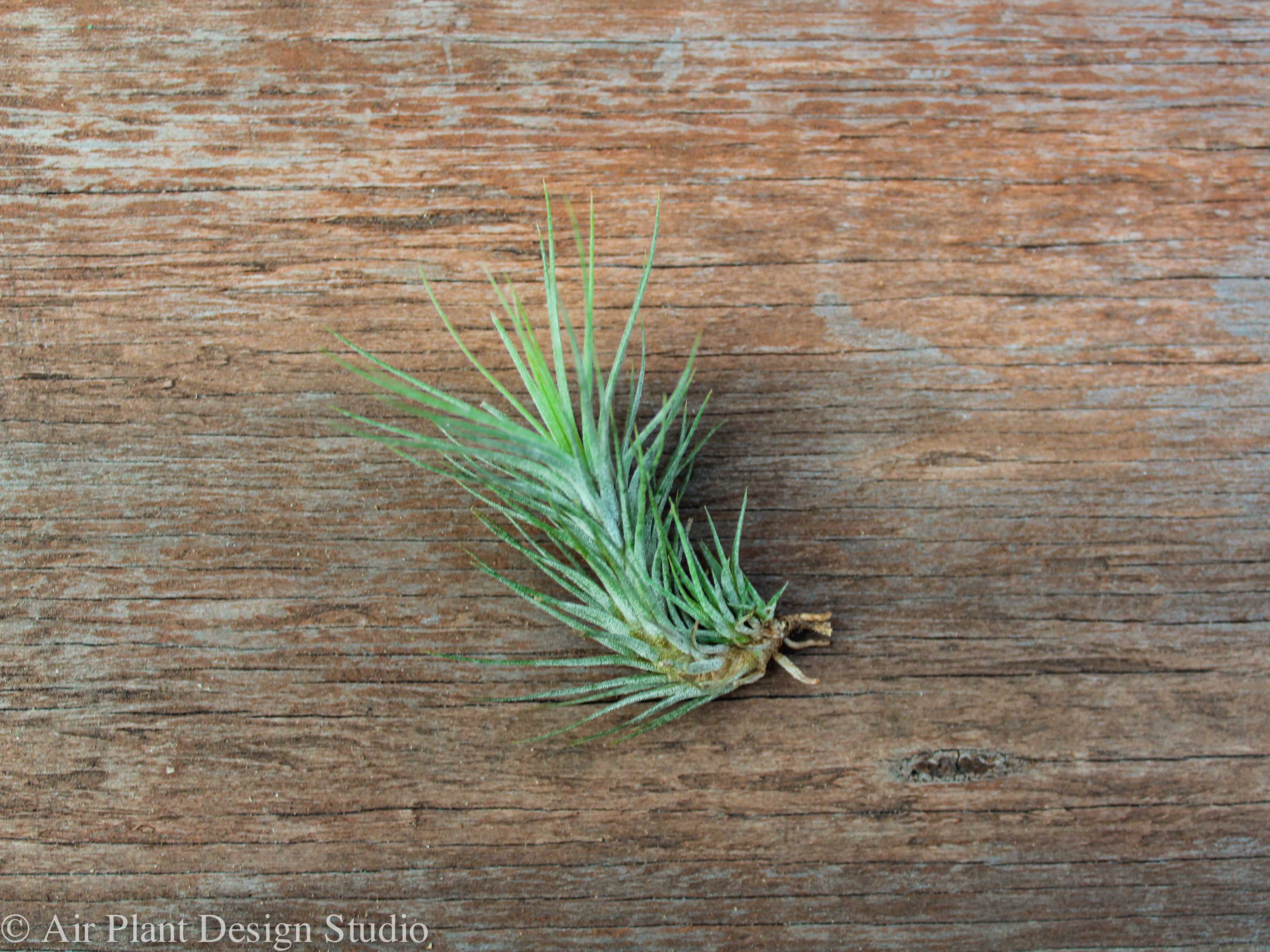 Wholesale: Tillandsia Funckiana Air Plants - Image 4