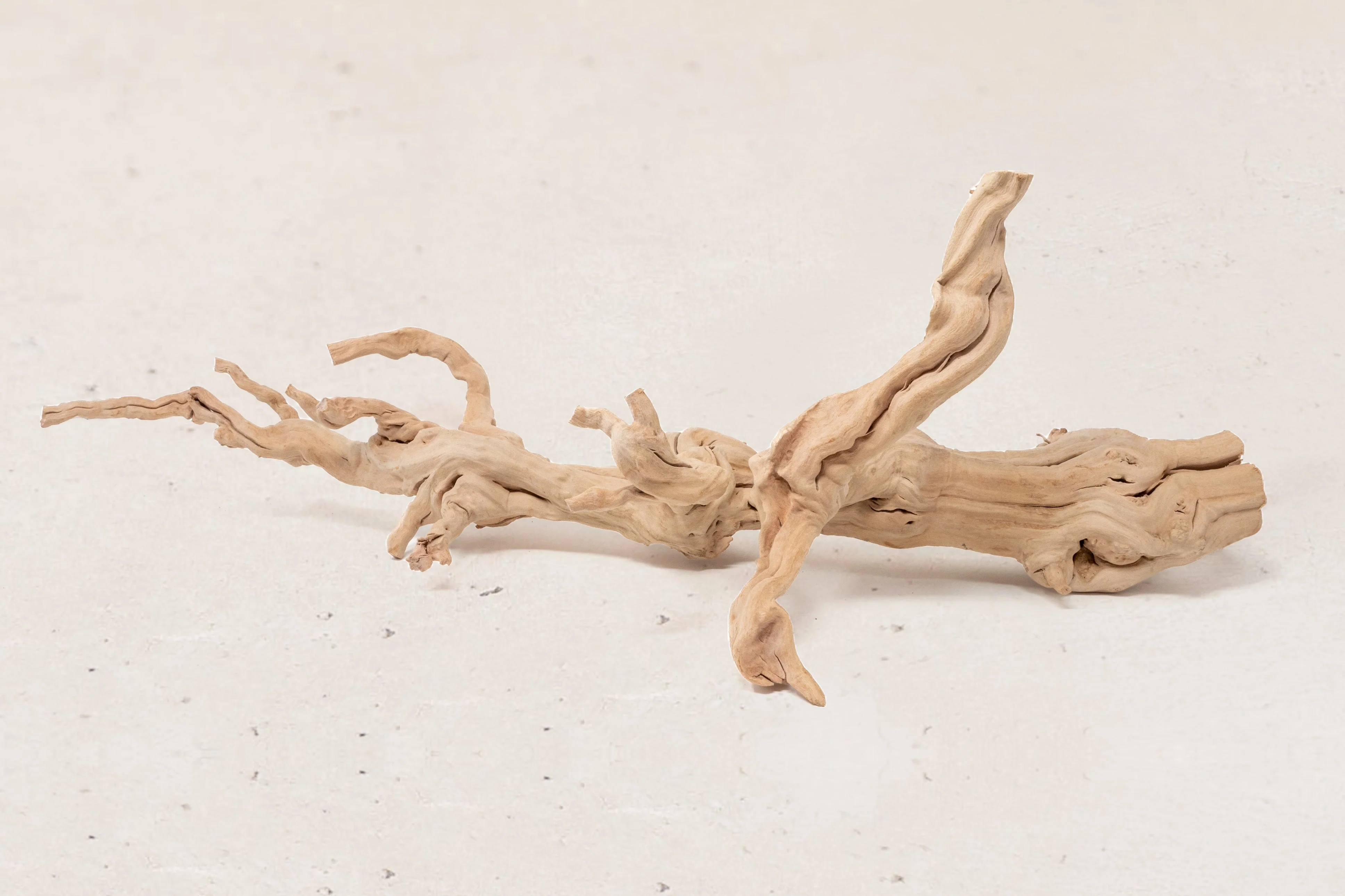 Wholesale: By the lb Grapevine Wood Displays for Tillandsia Air Plants - Image 5