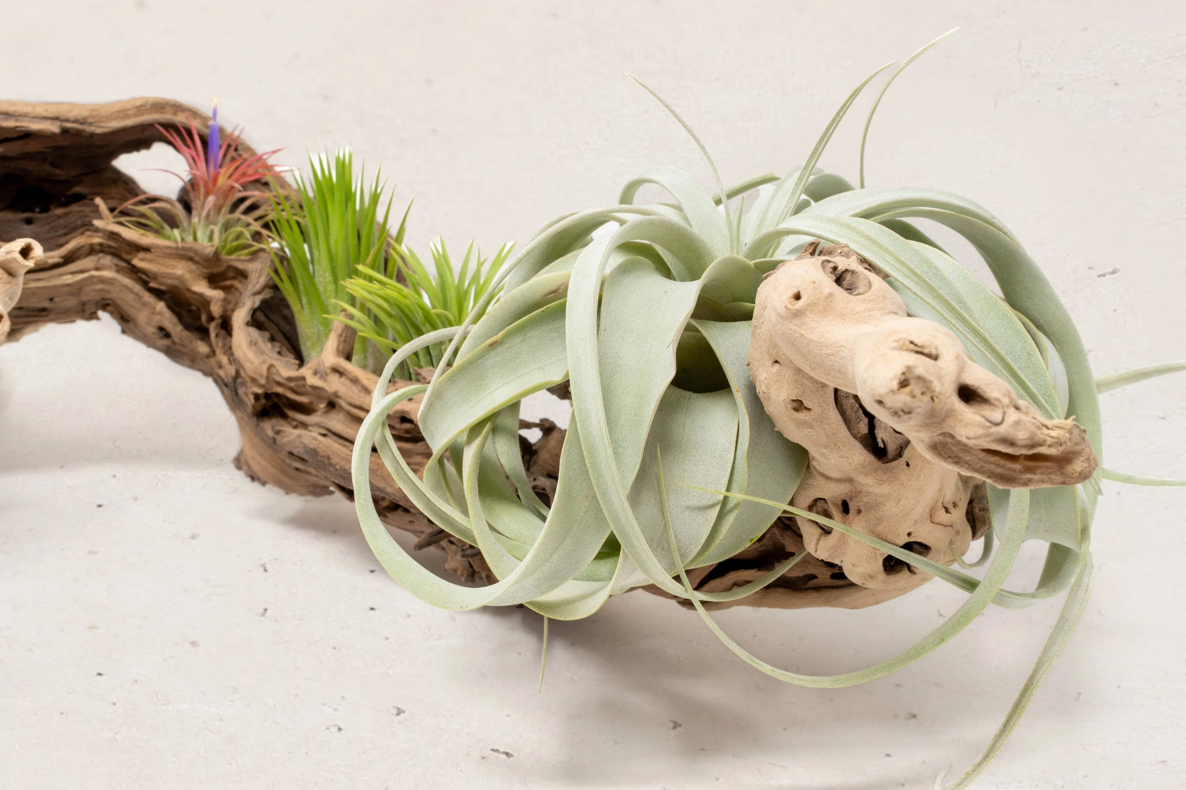 Wholesale: Grapevine Wood Displays with Tillandsia Air Plants | Multiple Sizes - Image 10