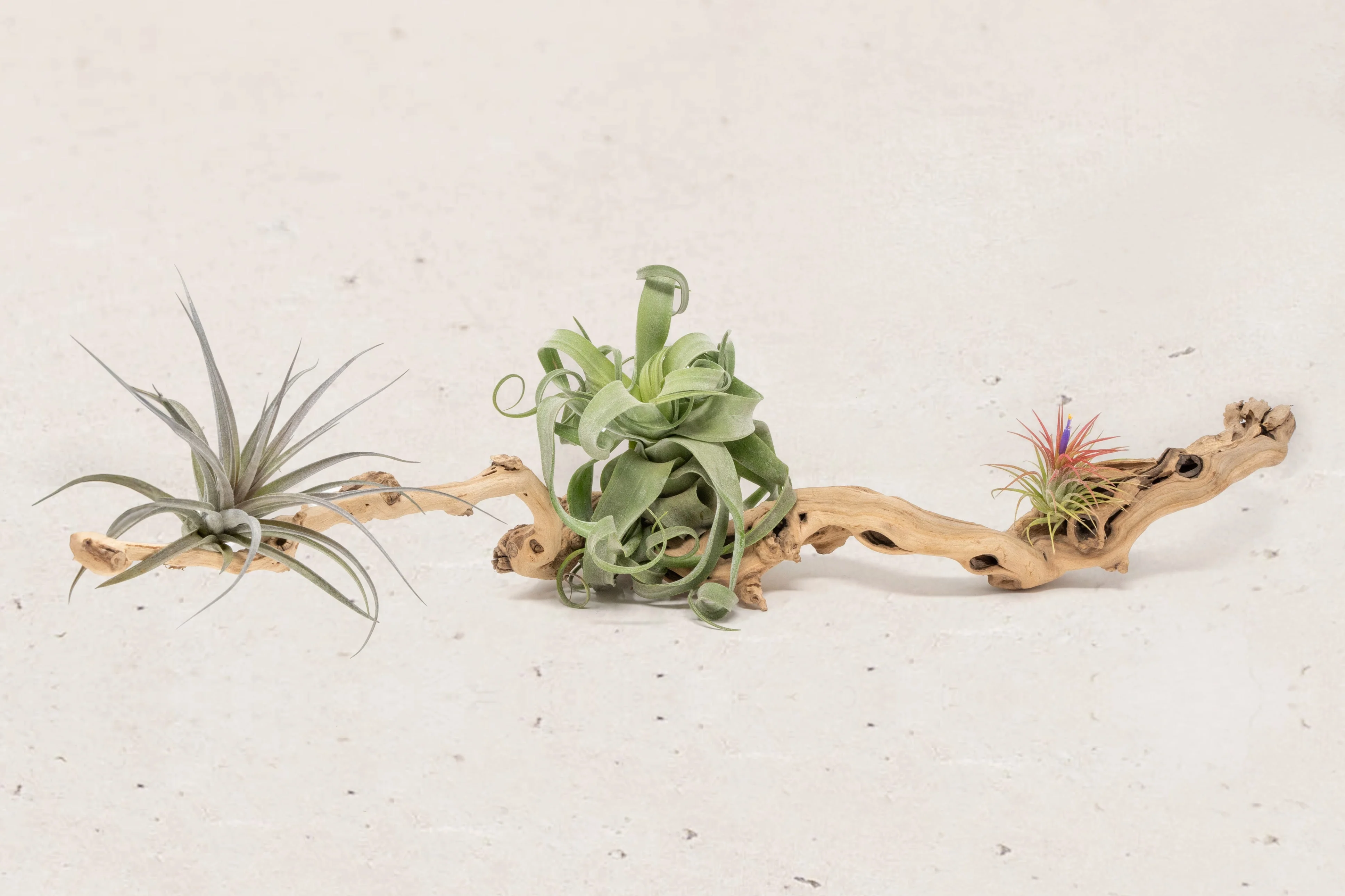 Wholesale: By the lb Grapevine Wood Displays for Tillandsia Air Plants - Image 14