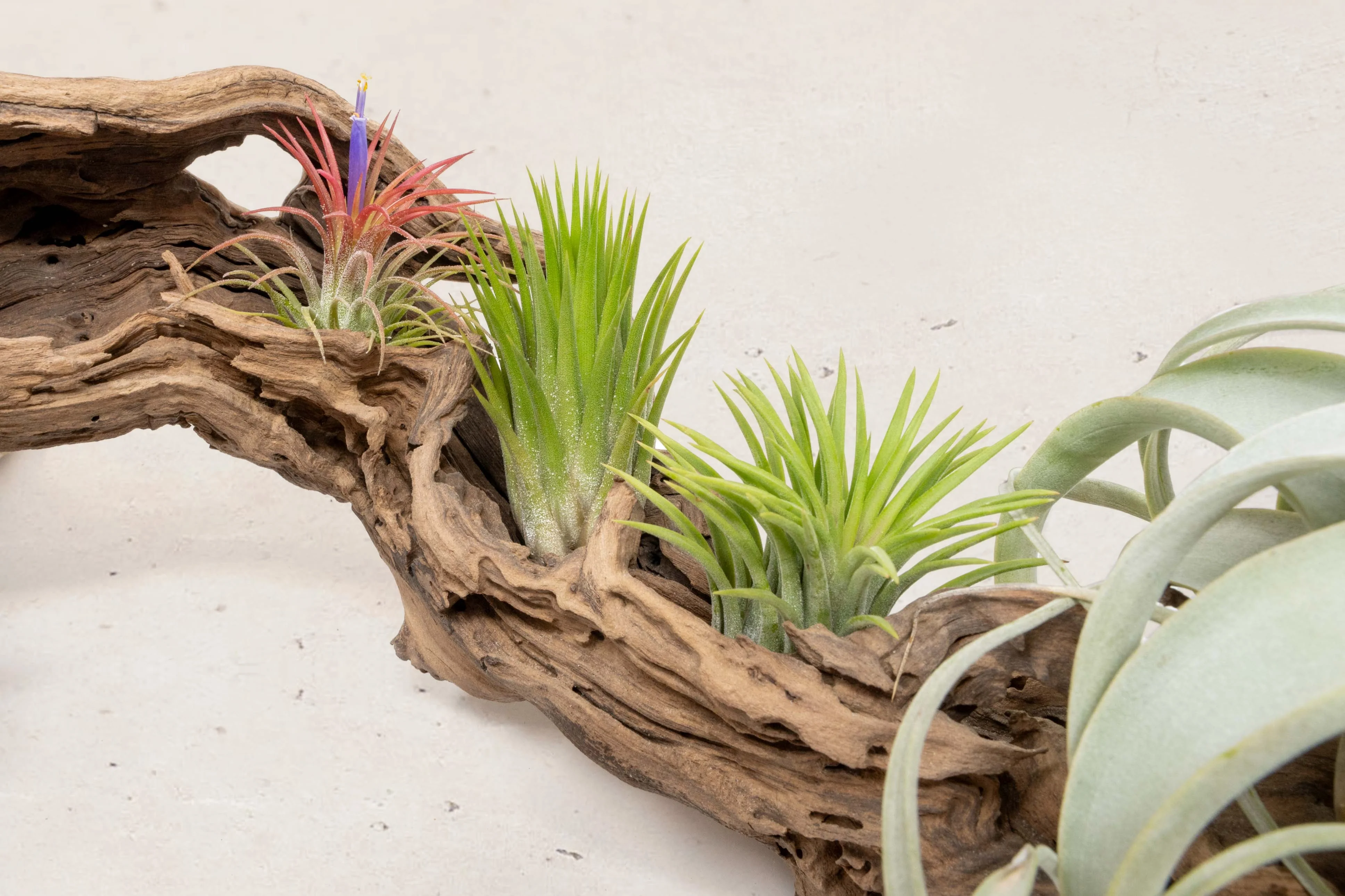 Wholesale: By the lb Grapevine Wood Displays for Tillandsia Air Plants - Image 13