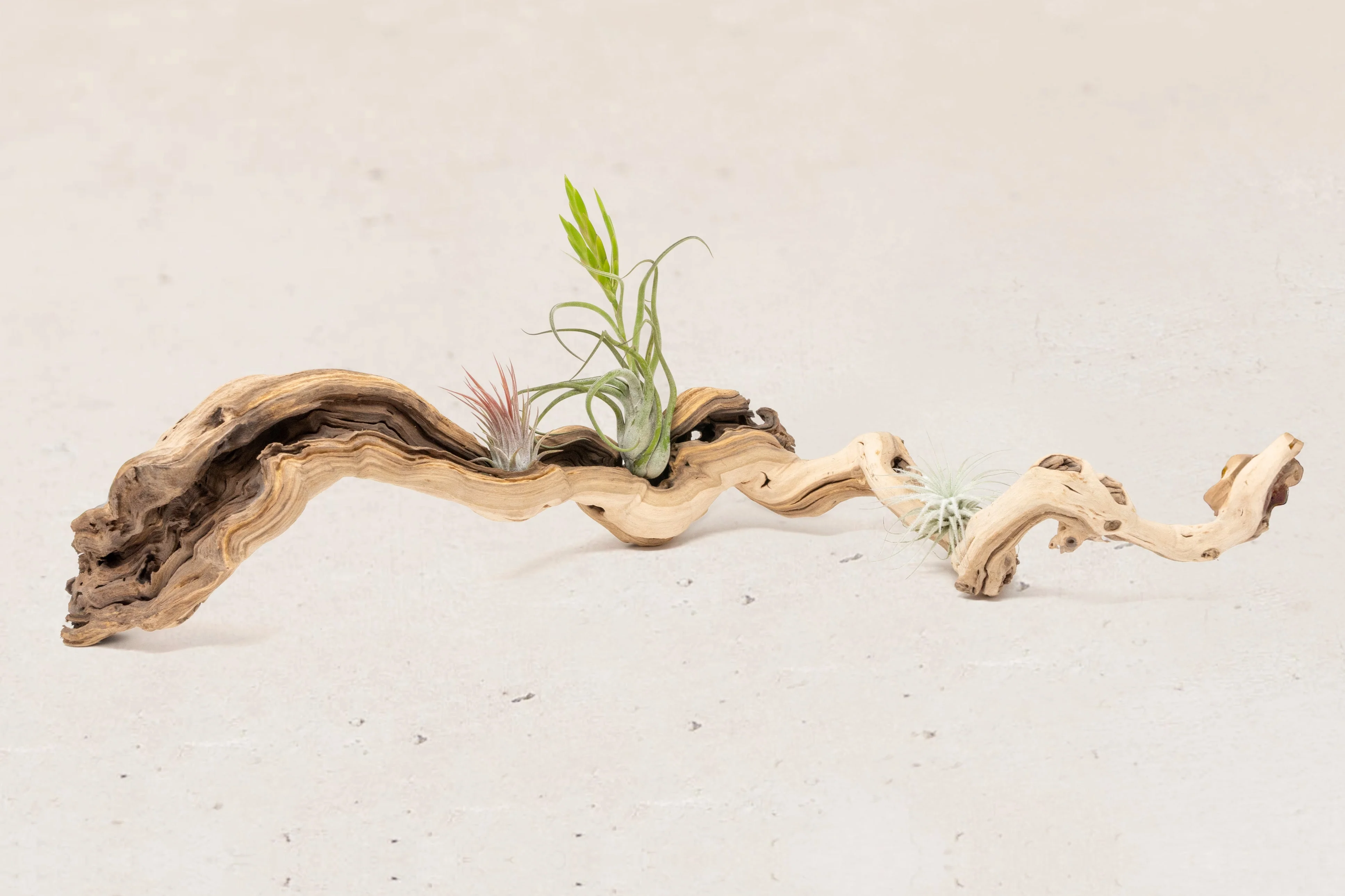 Wholesale: Grapevine Wood Displays with Tillandsia Air Plants | Multiple Sizes - Image 3