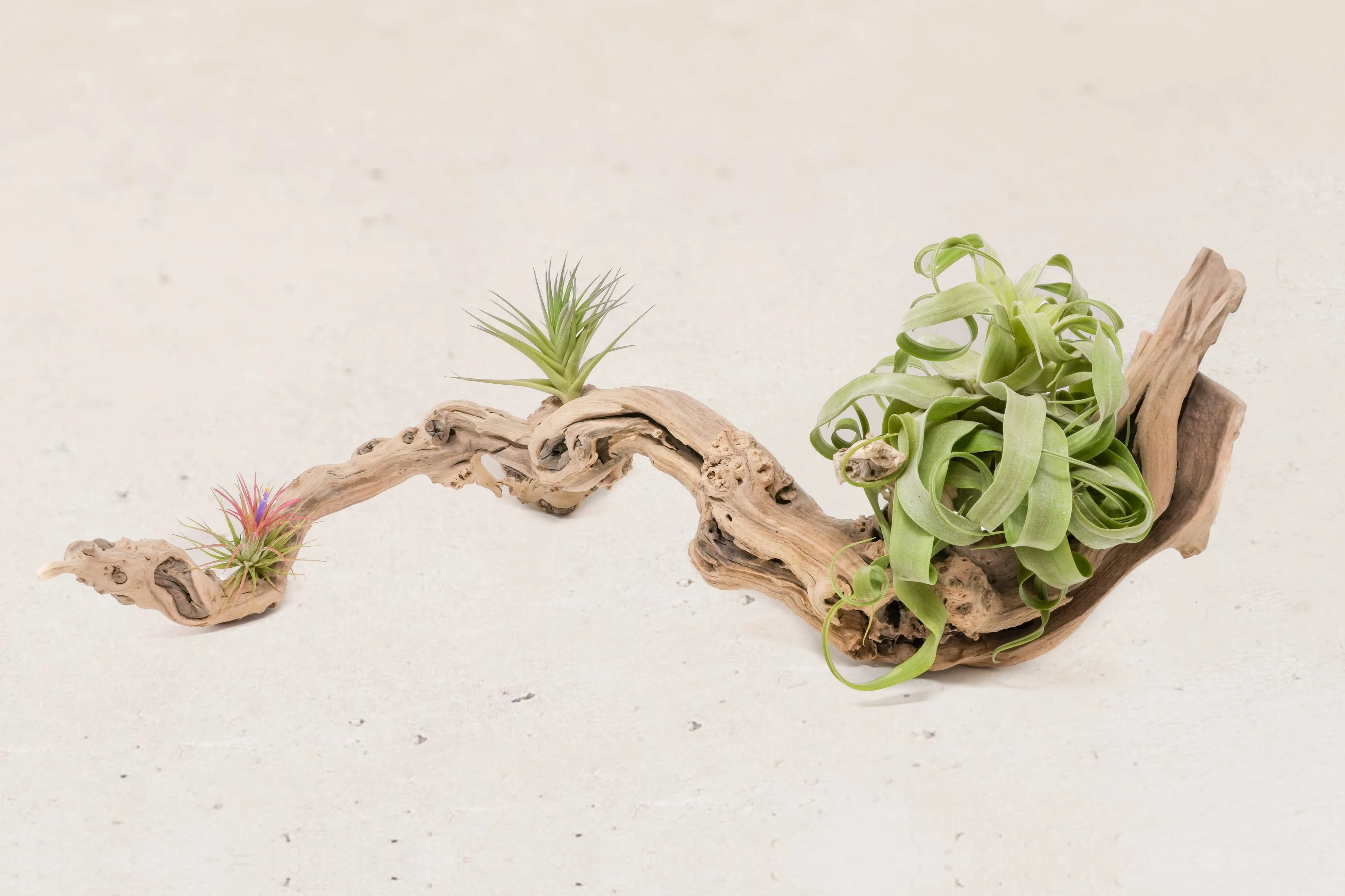 Wholesale: By the lb Grapevine Wood Displays for Tillandsia Air Plants - Image 21