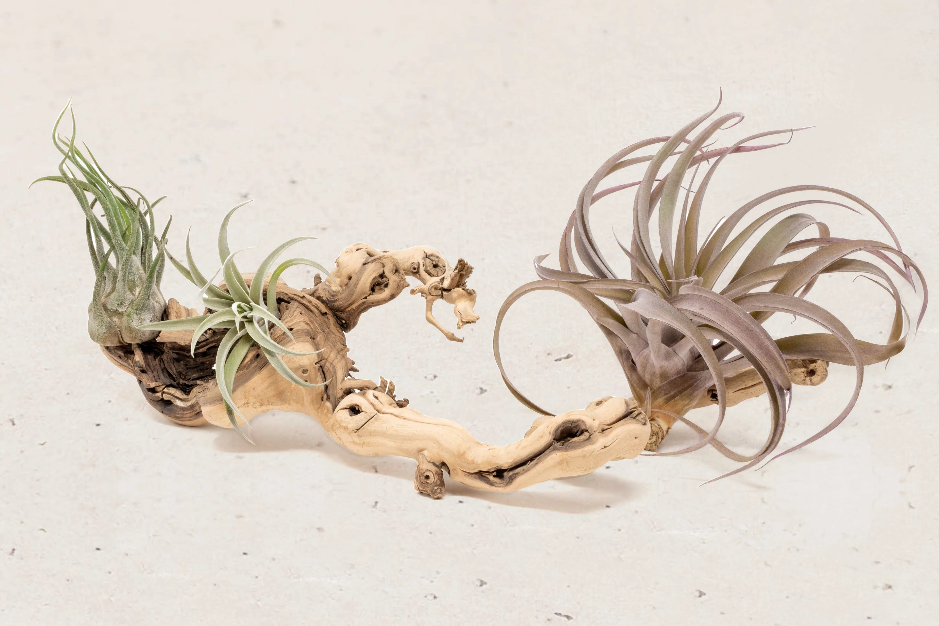 Wholesale: By the lb Grapevine Wood Displays for Tillandsia Air Plants - Image 22