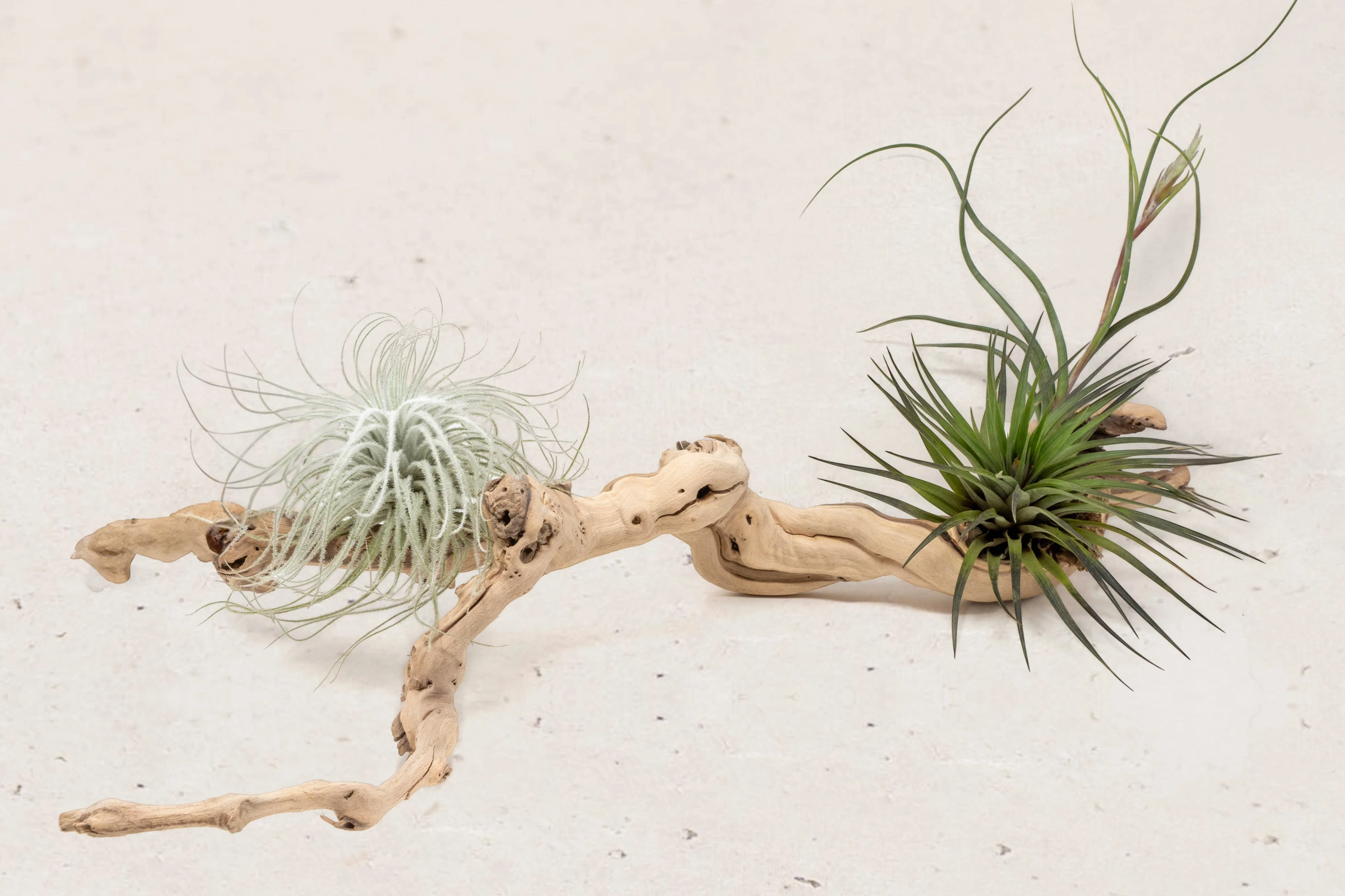 Wholesale: Grapevine Wood Displays with Tillandsia Air Plants | Multiple Sizes - Image 7