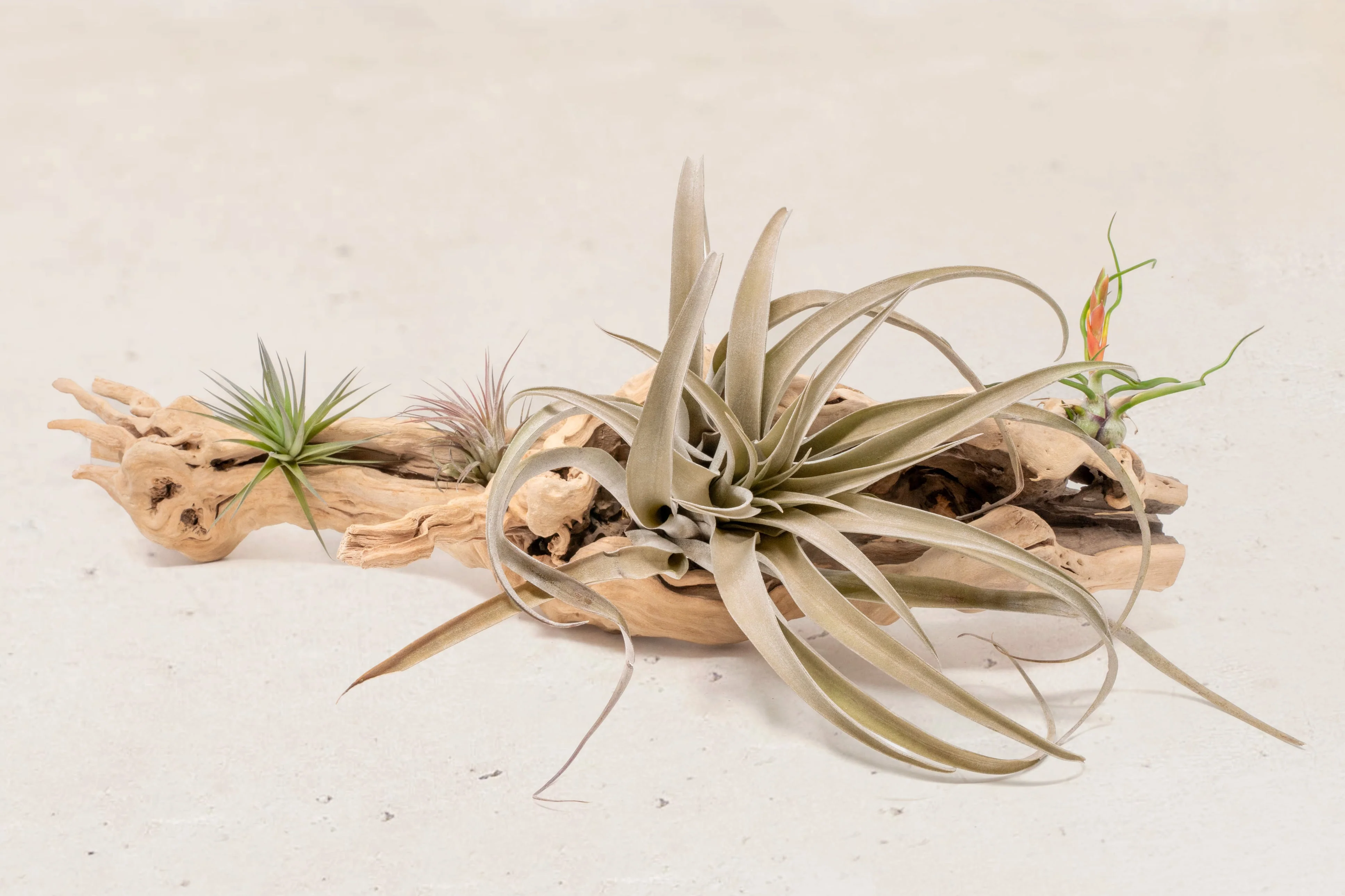 Wholesale: By the lb Grapevine Wood Displays for Tillandsia Air Plants - Image 20