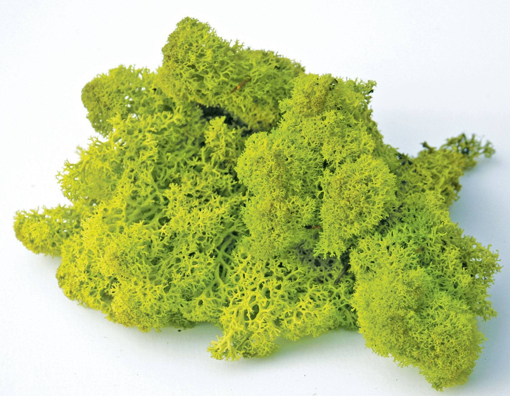 Wholesale: Green Reindeer Moss