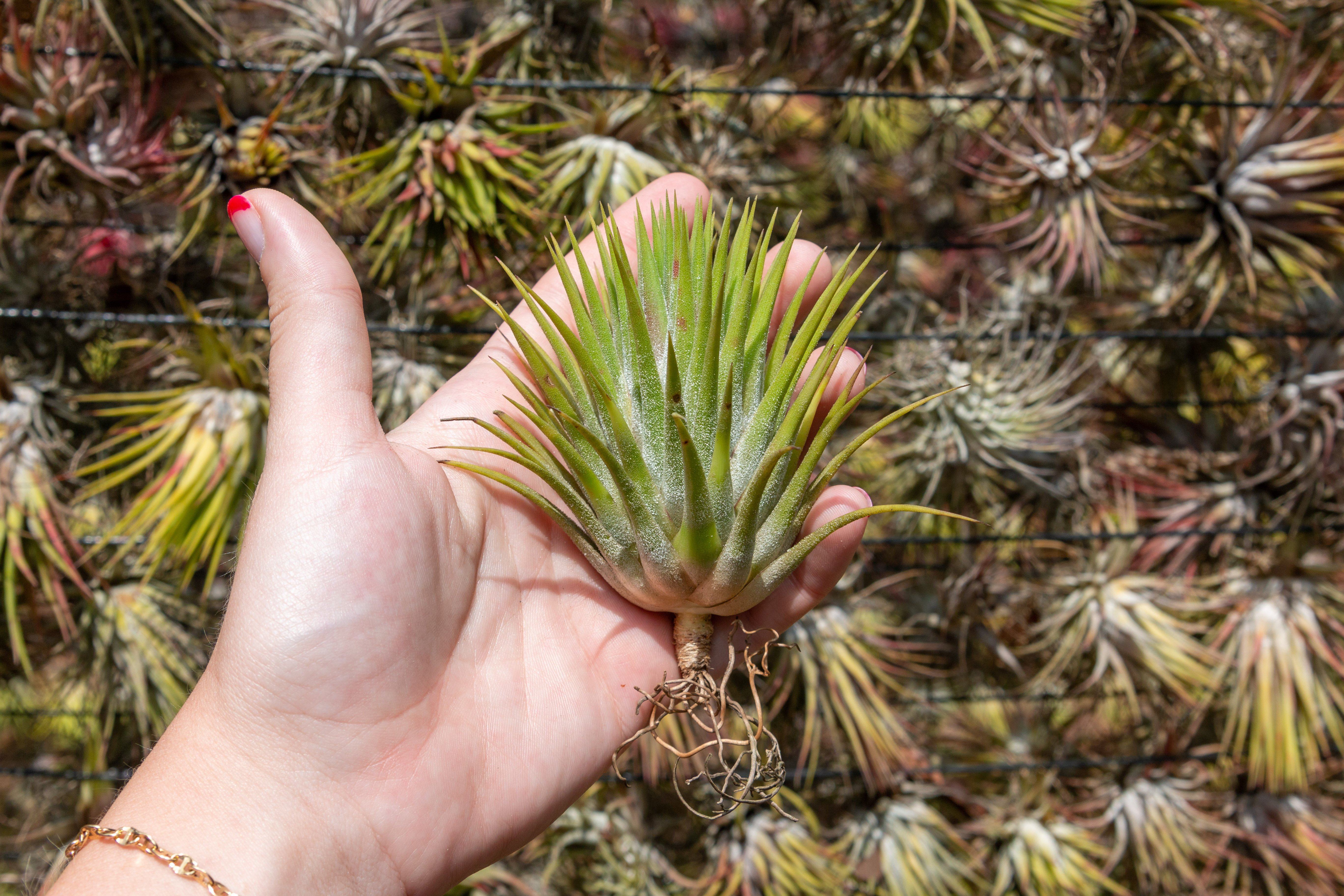 Wholesale: Tillandsia Ionantha Guatemala 'Macho' Special Giant Ionantha Air Plants - Image 2