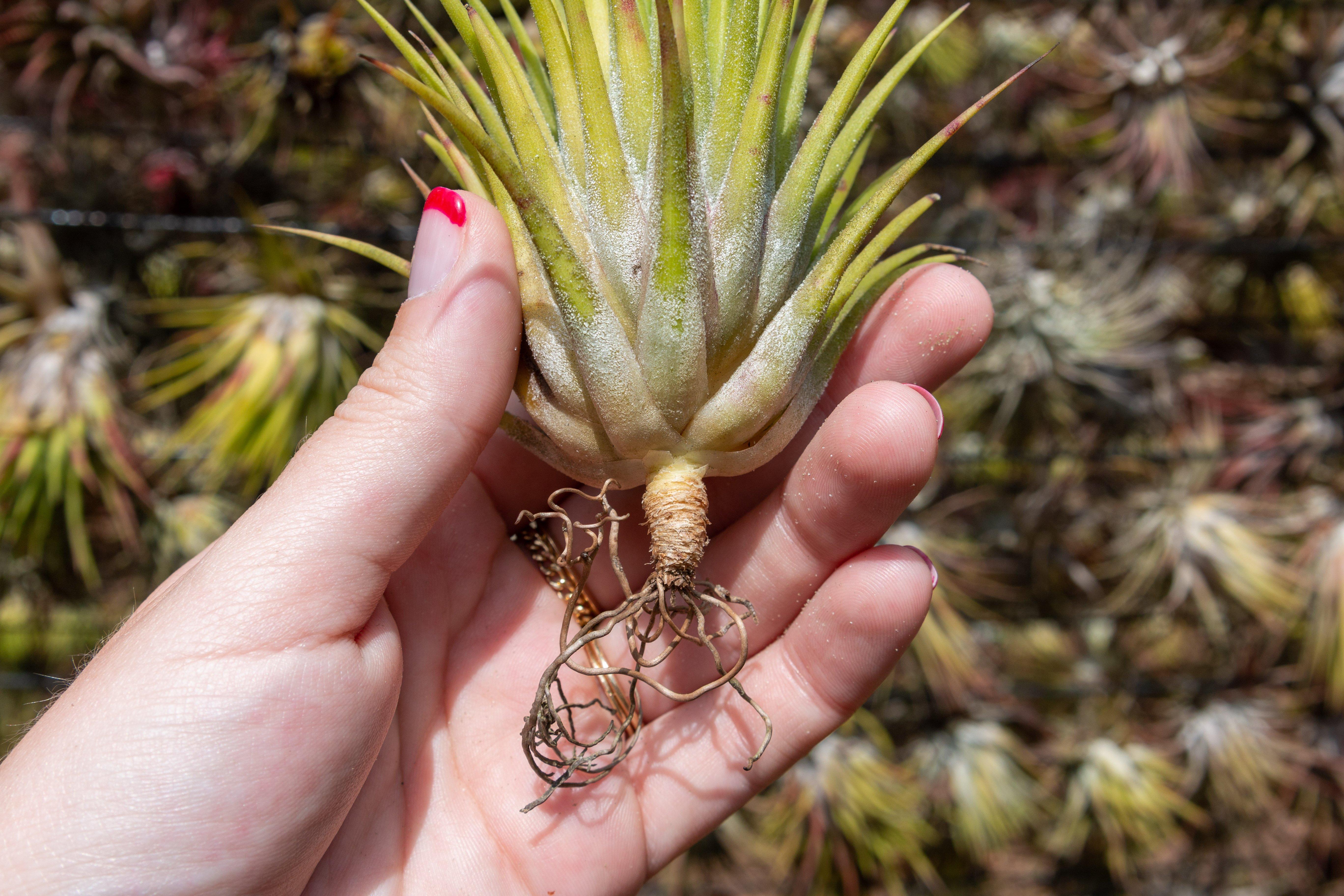 Wholesale: Tillandsia Ionantha Guatemala 'Macho' Special Giant Ionantha Air Plants - Image 3