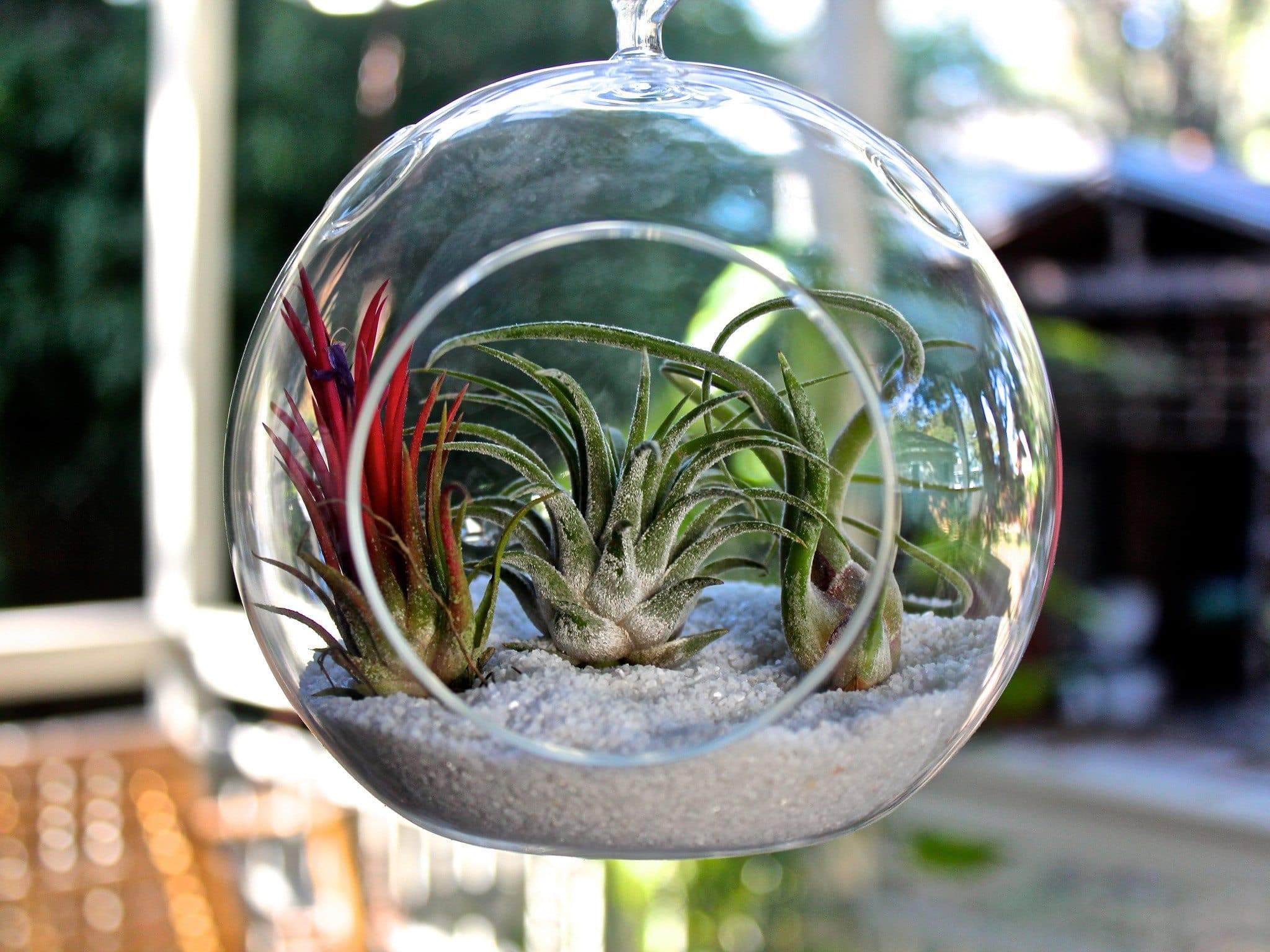 Wholesale: Coastal Terrarium with Assorted Tillandsia Air Plants