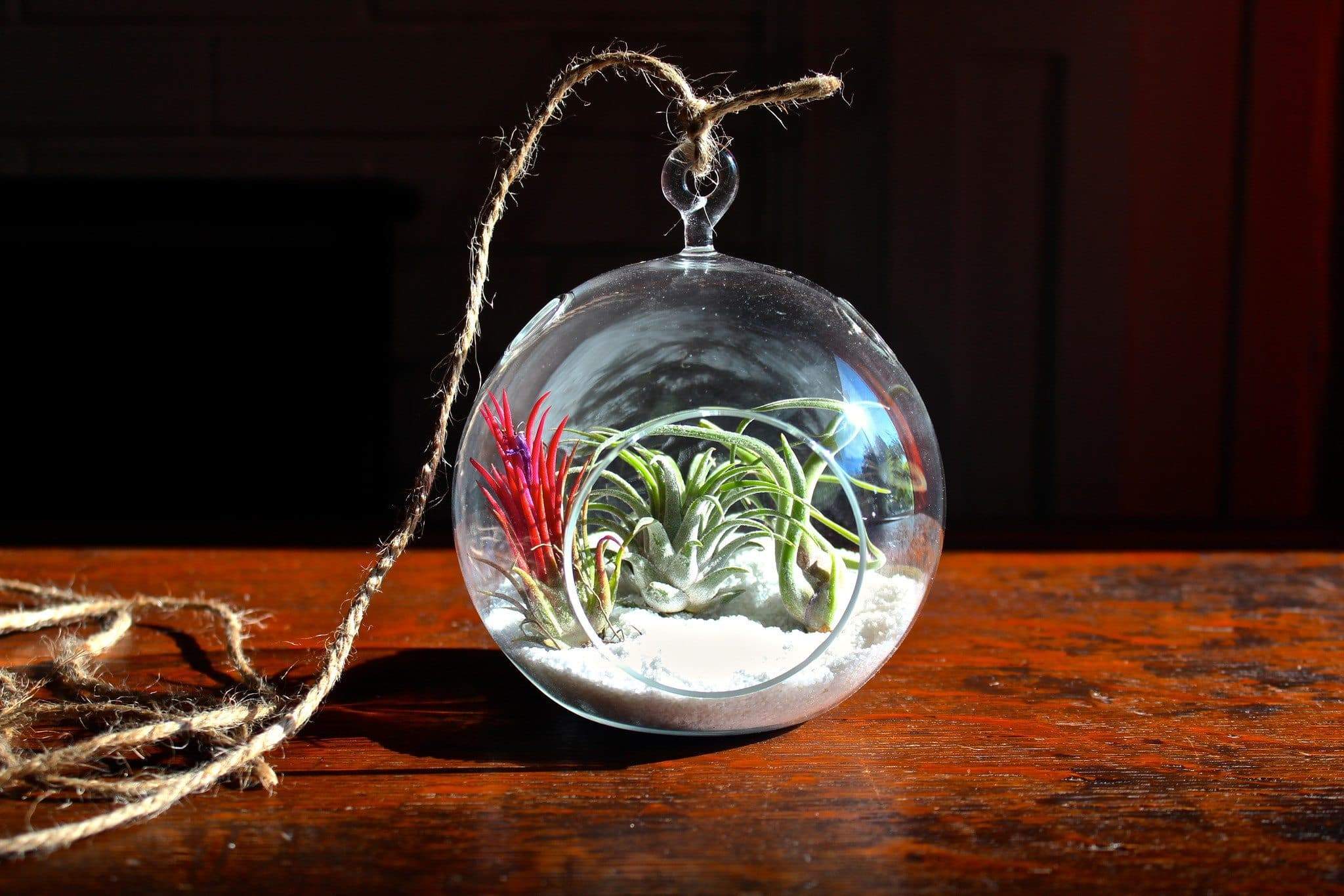 Wholesale: Coastal Terrarium with Assorted Tillandsia Air Plants - Image 3