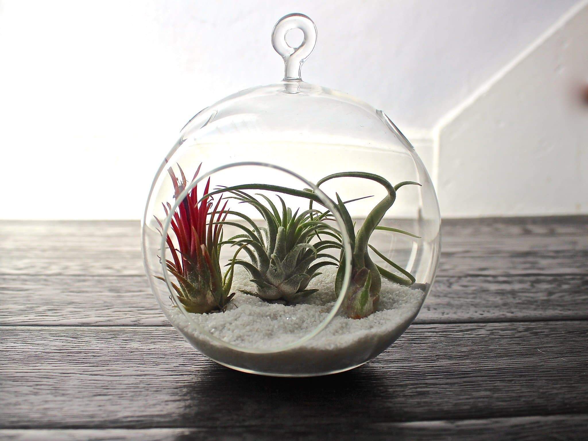 Wholesale: Coastal Terrarium with Assorted Tillandsia Air Plants - Image 4
