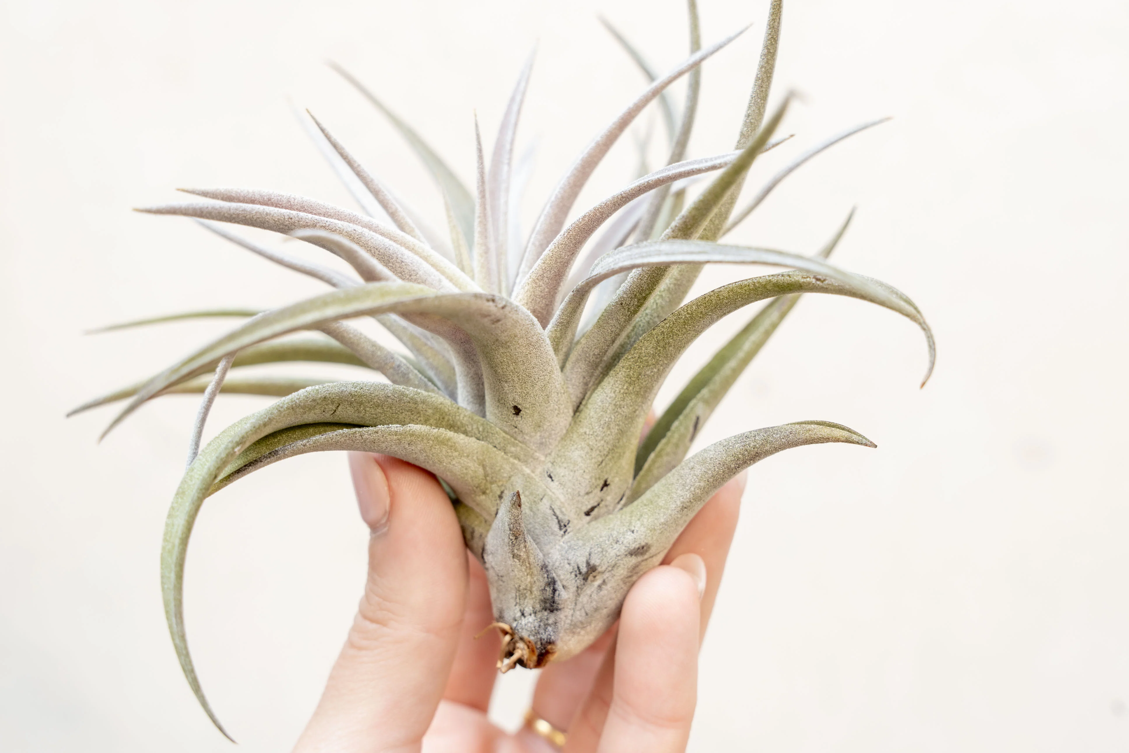 Wholesale: Tillandsia Harrisii Air Plants - Image 3
